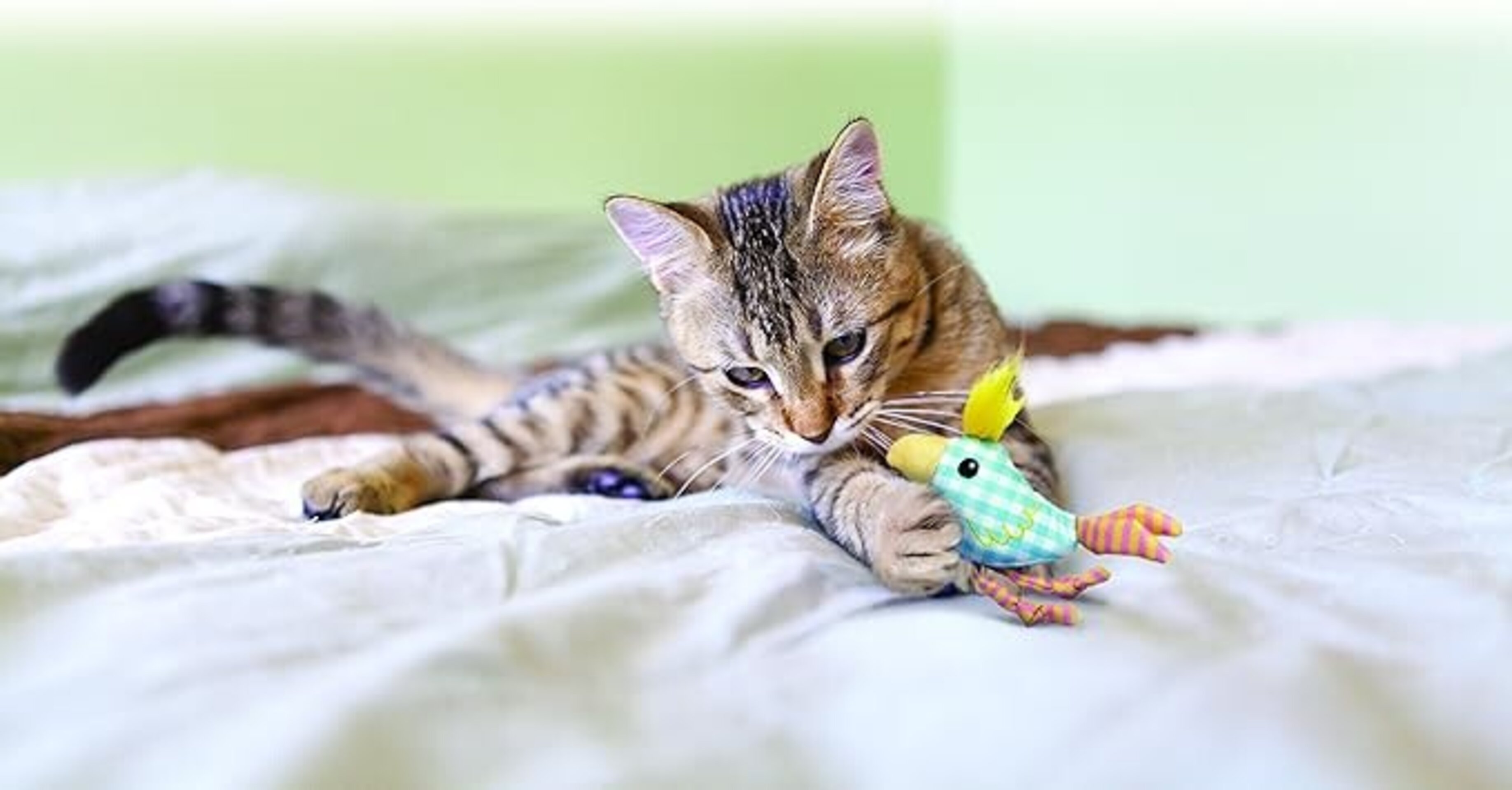 Kong Kitten Chirpz Chick para Gatos - 2