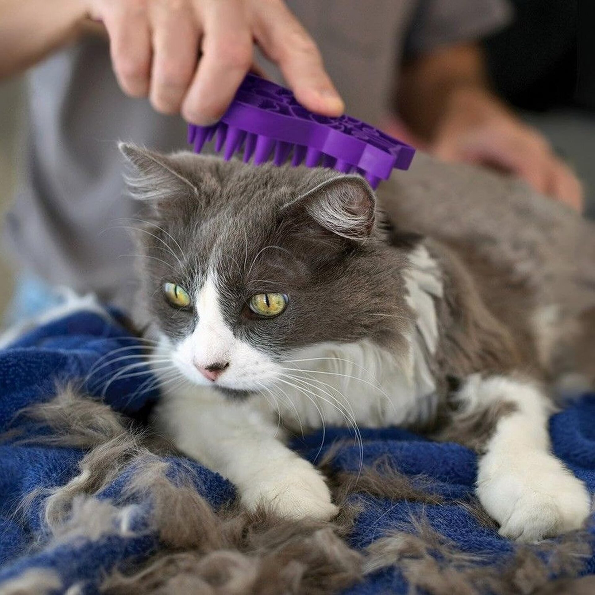 Cepillo De Goma Kong Para Gatos Zoom Groom Morado - 4