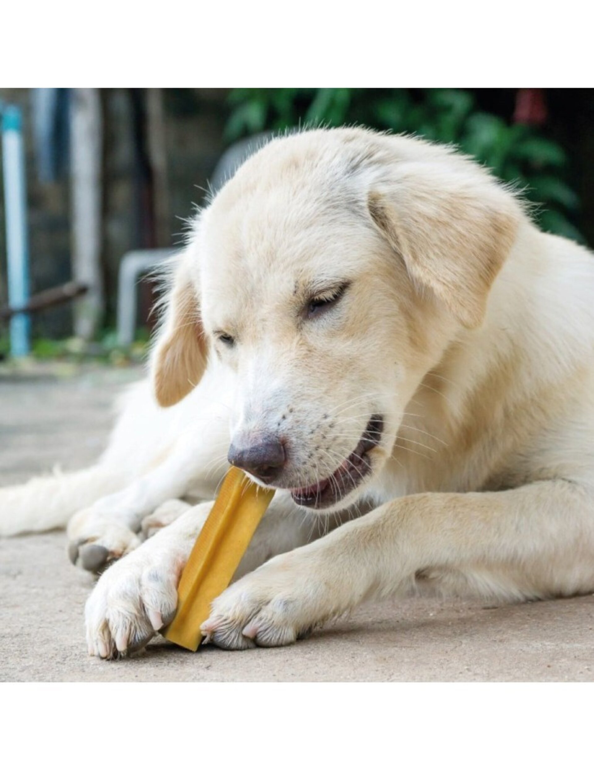 Churpi Cúrcuma – Barra Natural del Himalaya con Cúrcuma para Perros (M, L) - 2