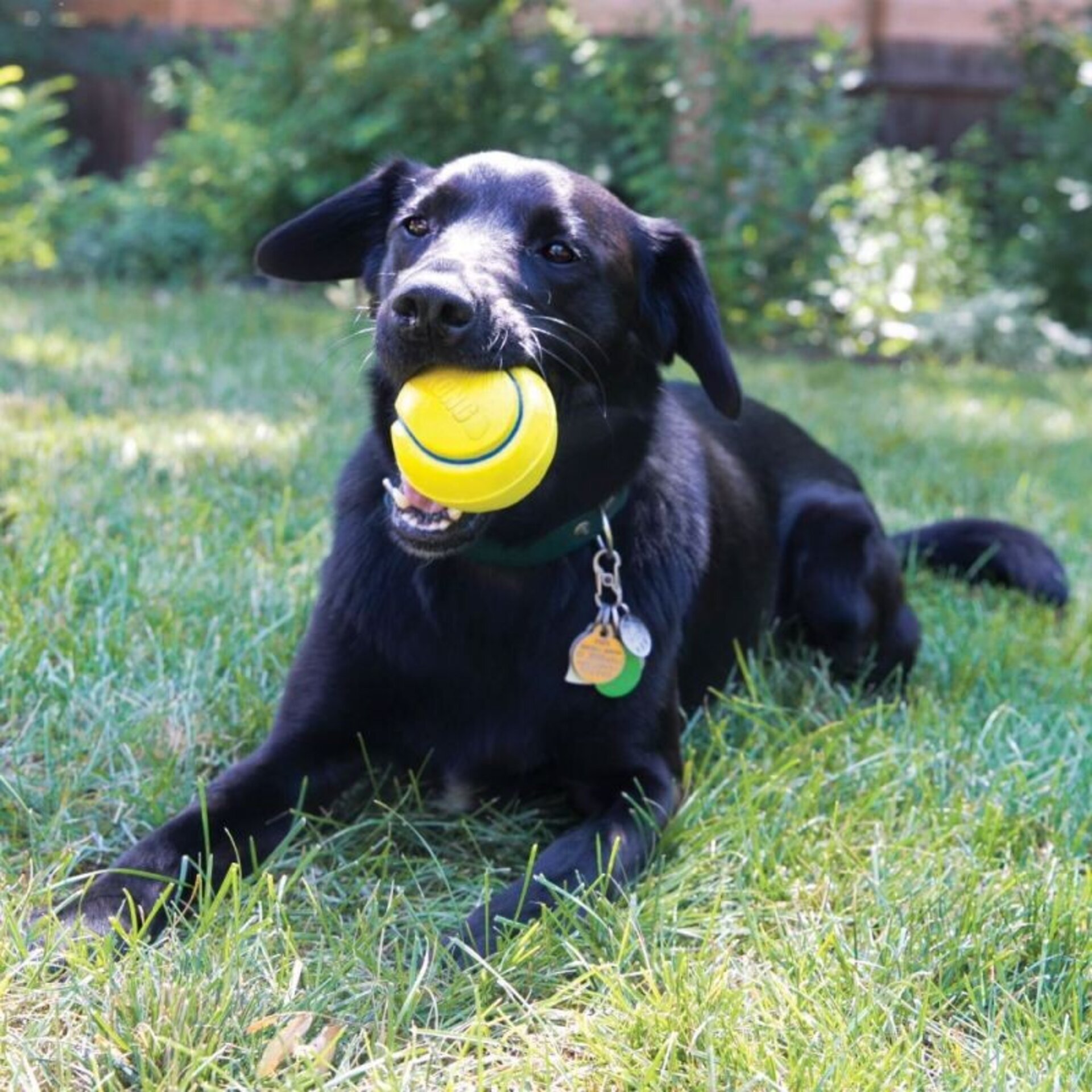 Pelotas Kong Squeezz Tennis - 3