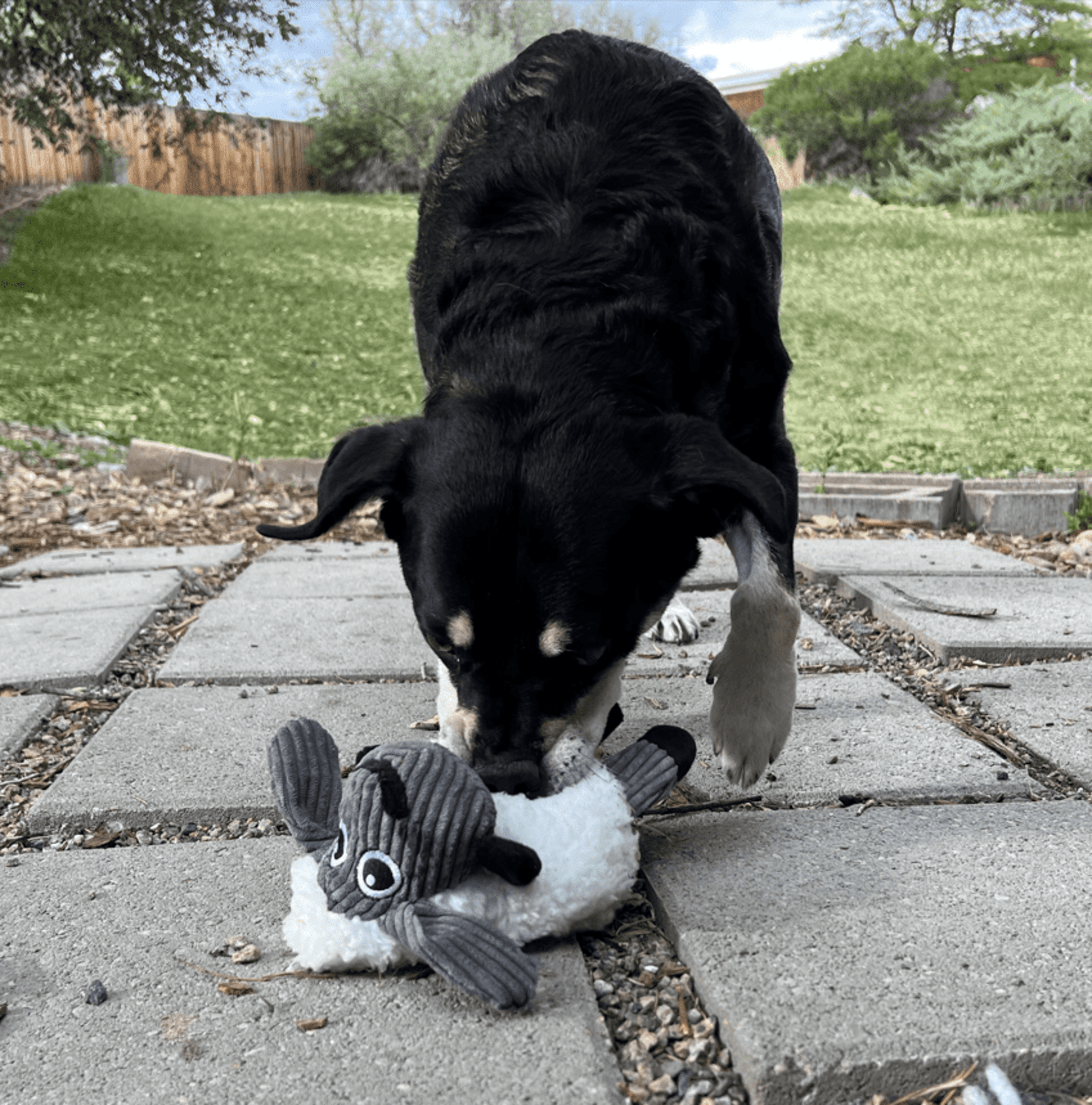 Peluche Kong Sherps Floofs Oveja - 4