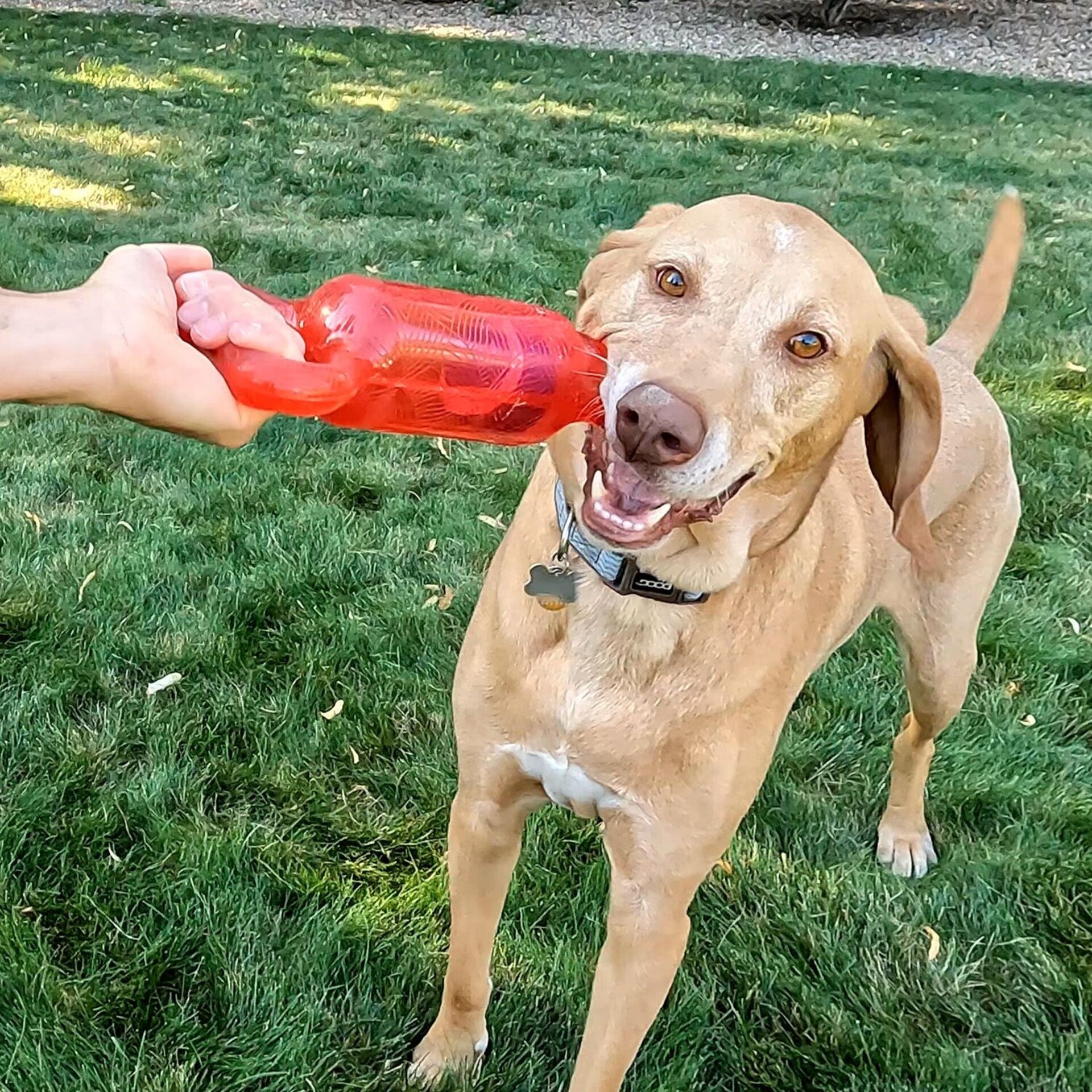 Kong Jumbler Tug Assorted - 2