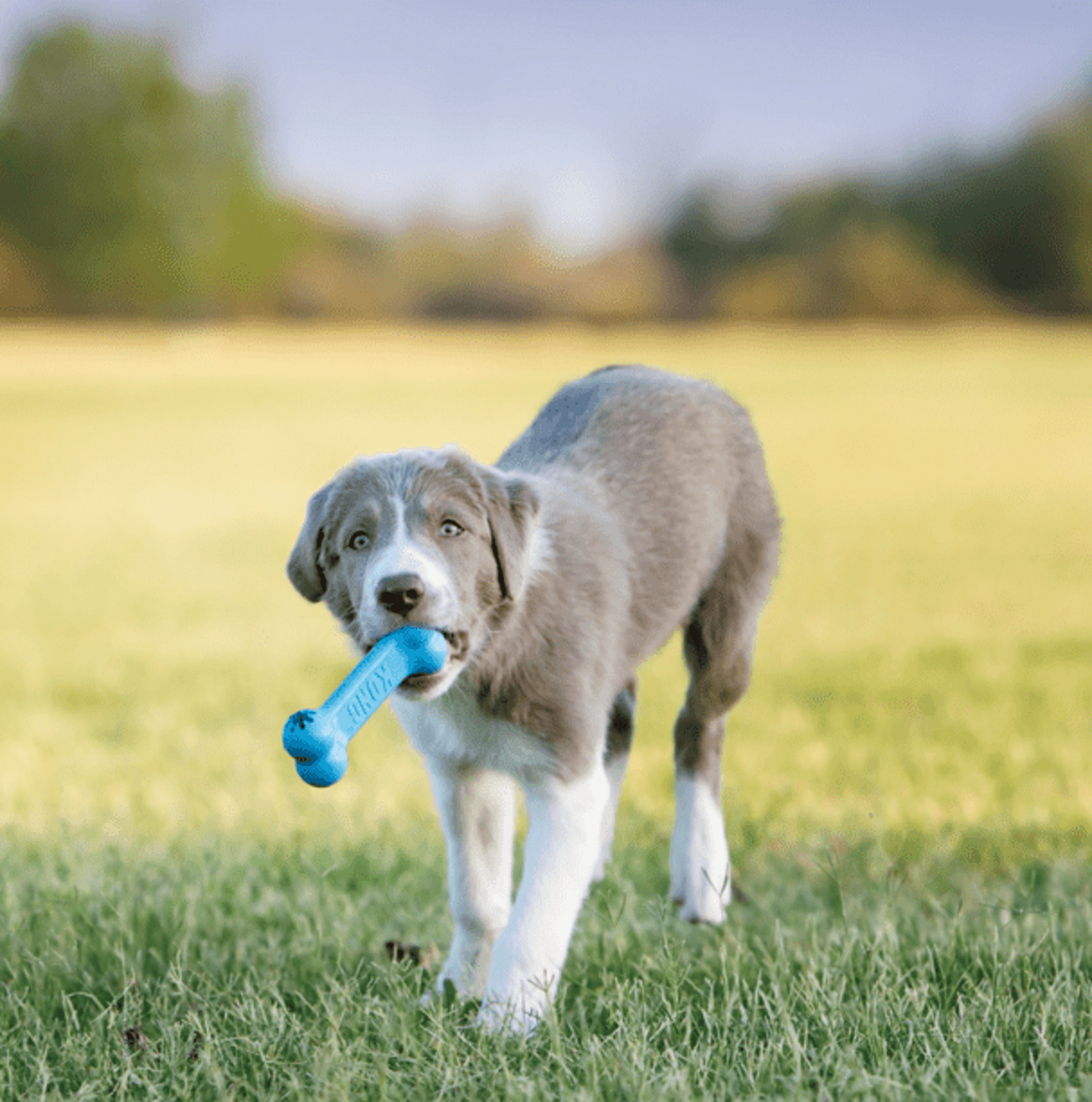 Hueso Kong Puppy Goodie Bone - 1