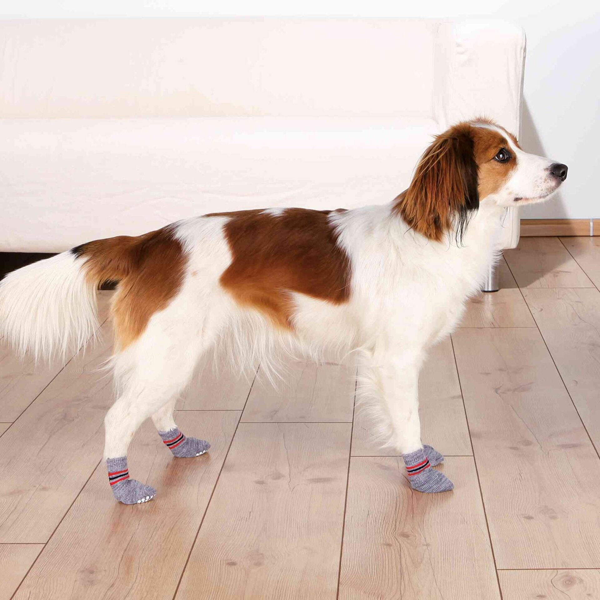 Calcetines Perro Gris/Rayas - 3