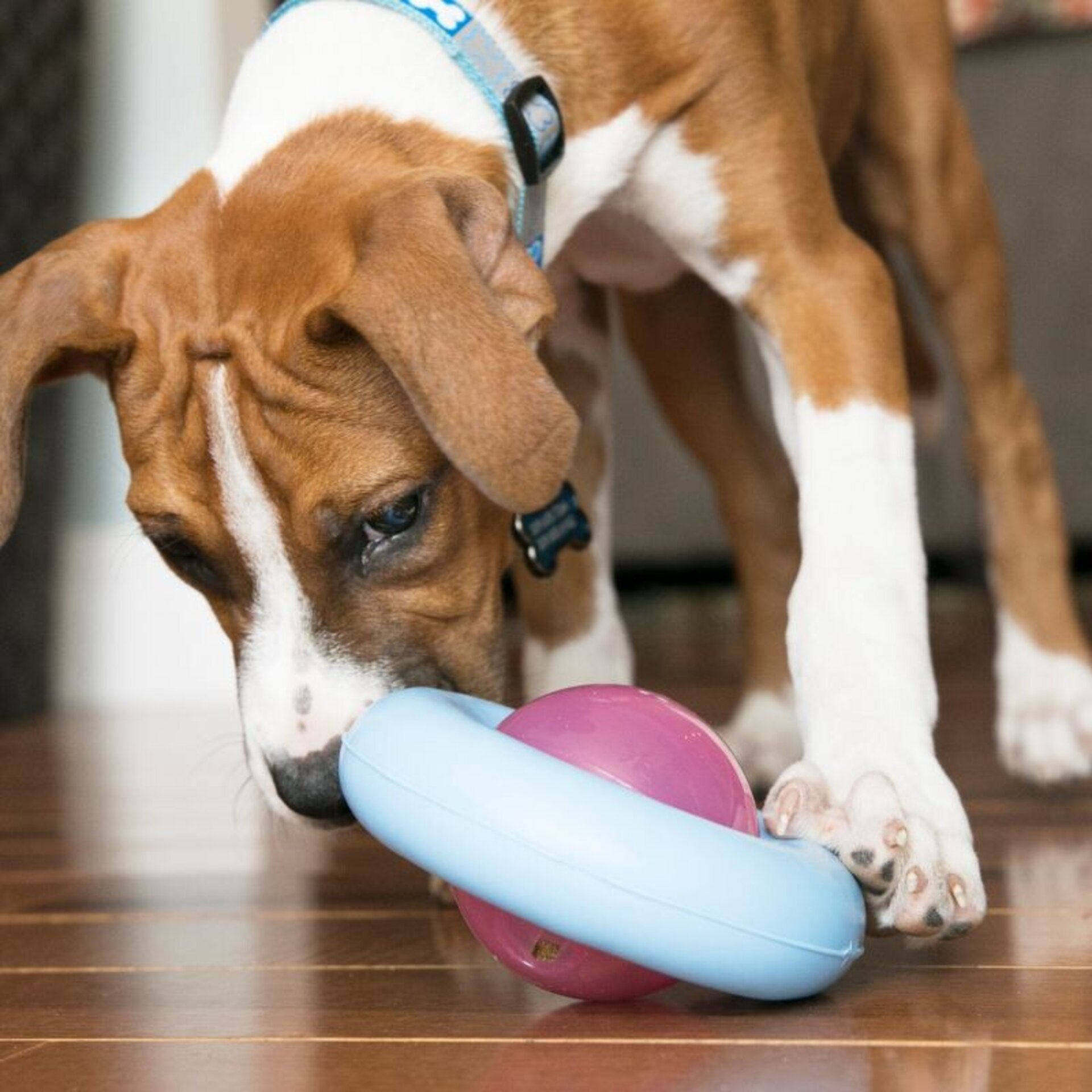 Kong Gyro Assorted Puppy - 4