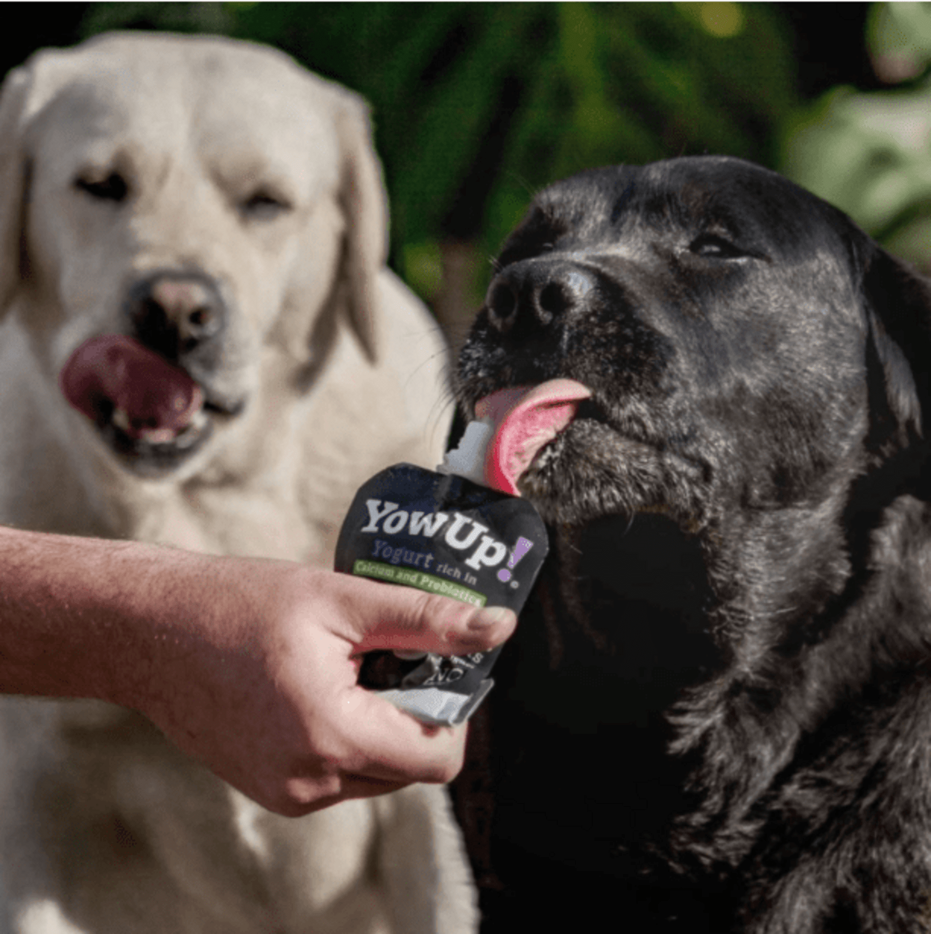 Yowup Yogur Natural Para Perros - 9