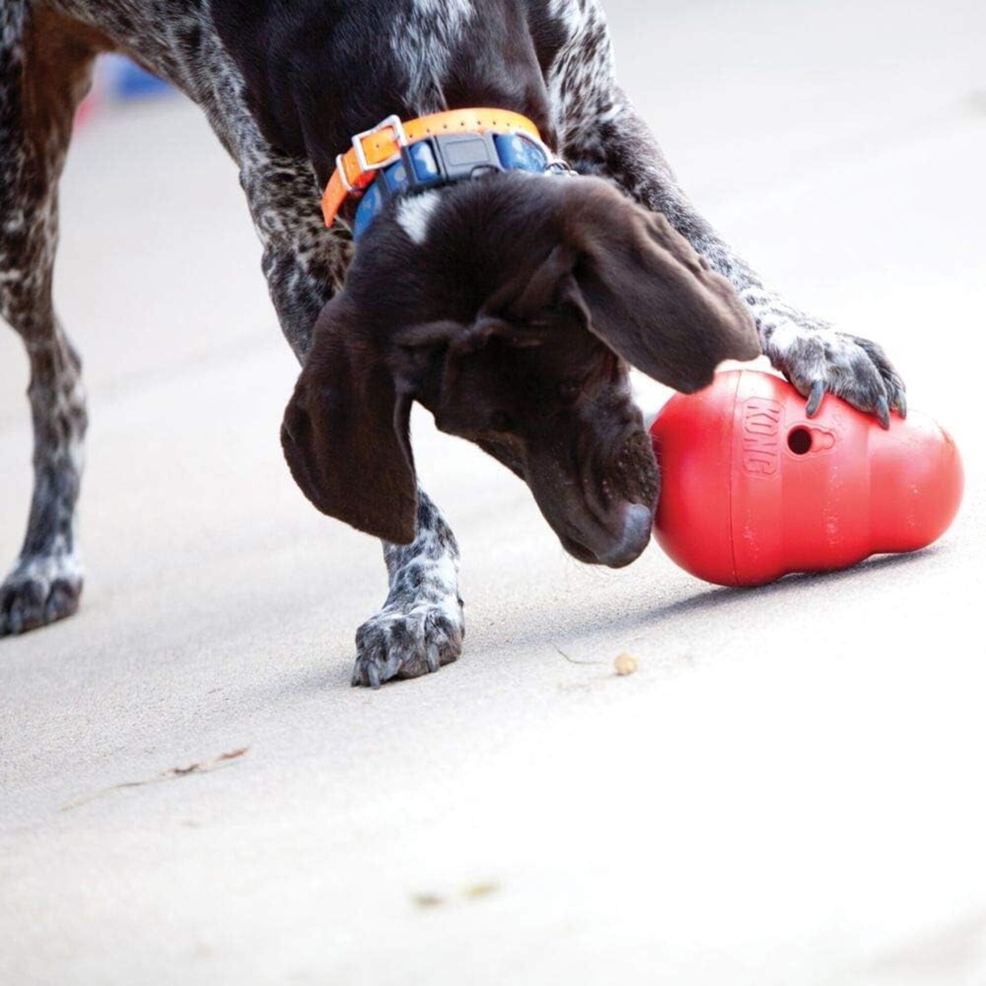 Kong Wobbler - 4