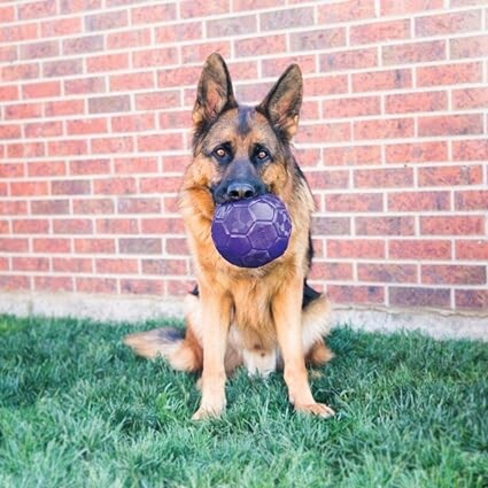 Pelota Kong Flex - 3