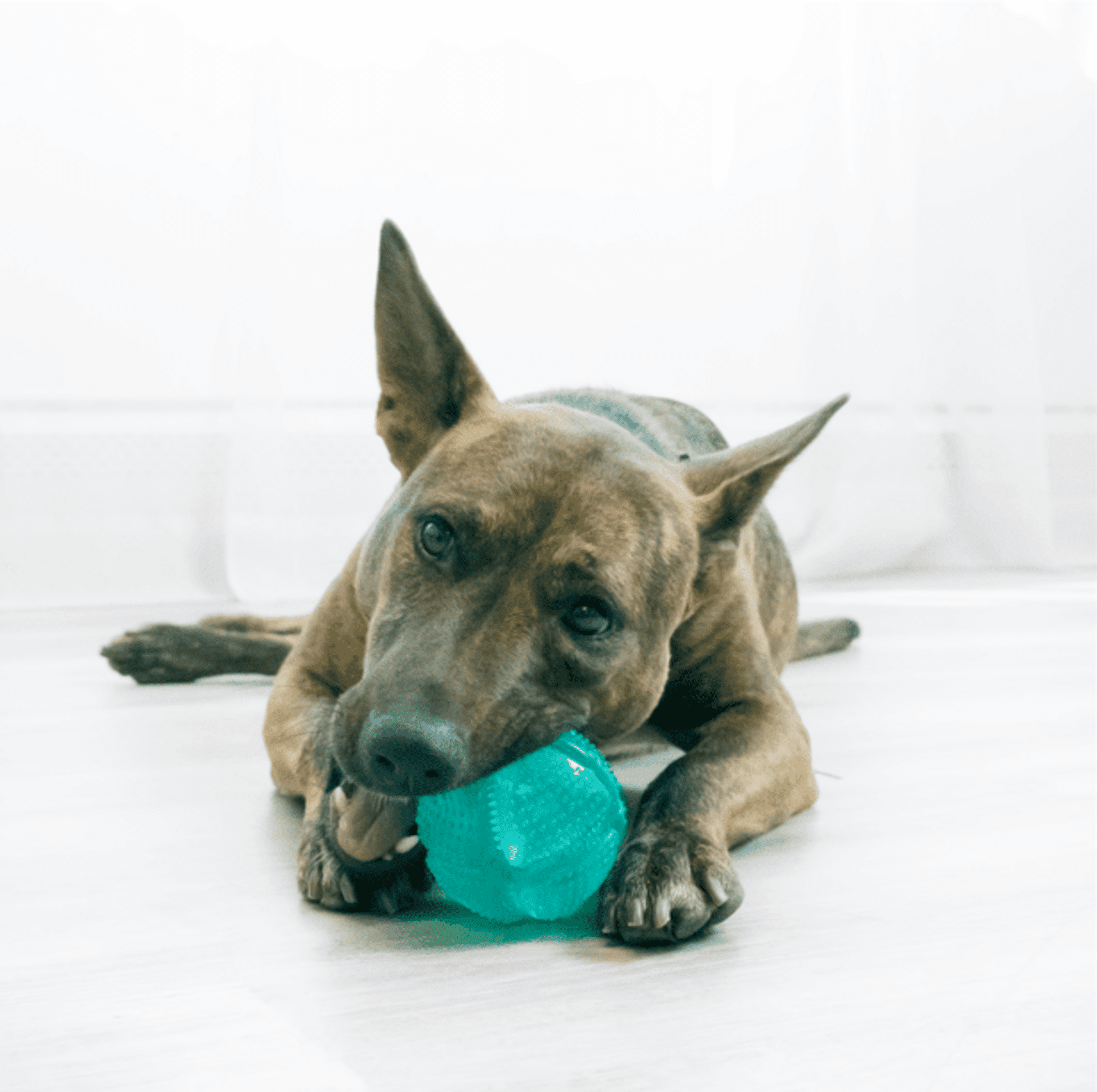 Pelota Kong Squeezz Dental - 1