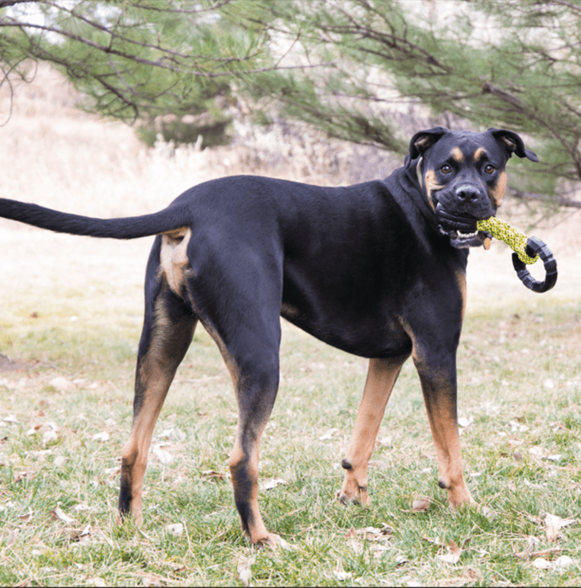 Kong Jaxx Braided Tug - 1