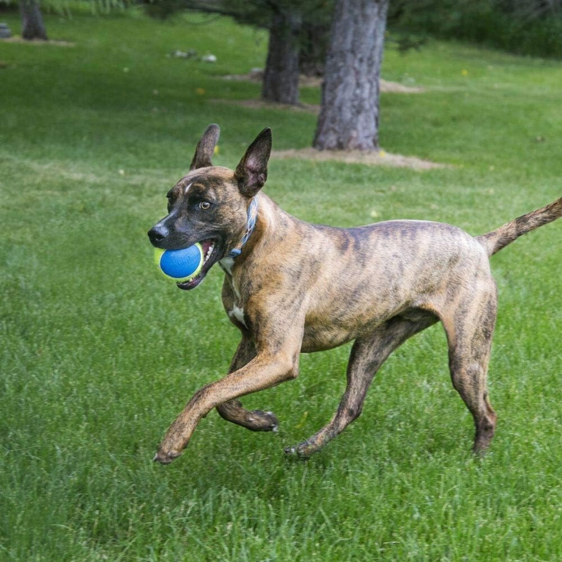 Pelotas Kong Ultra Squeakair - 4