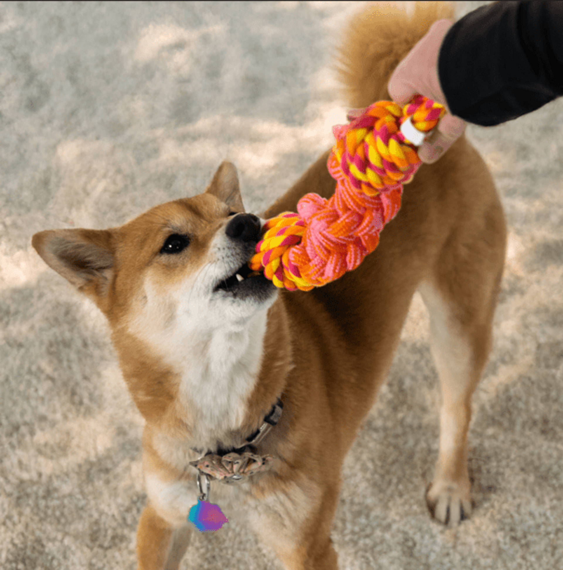 Kong Rope Bunji Assorted - 1