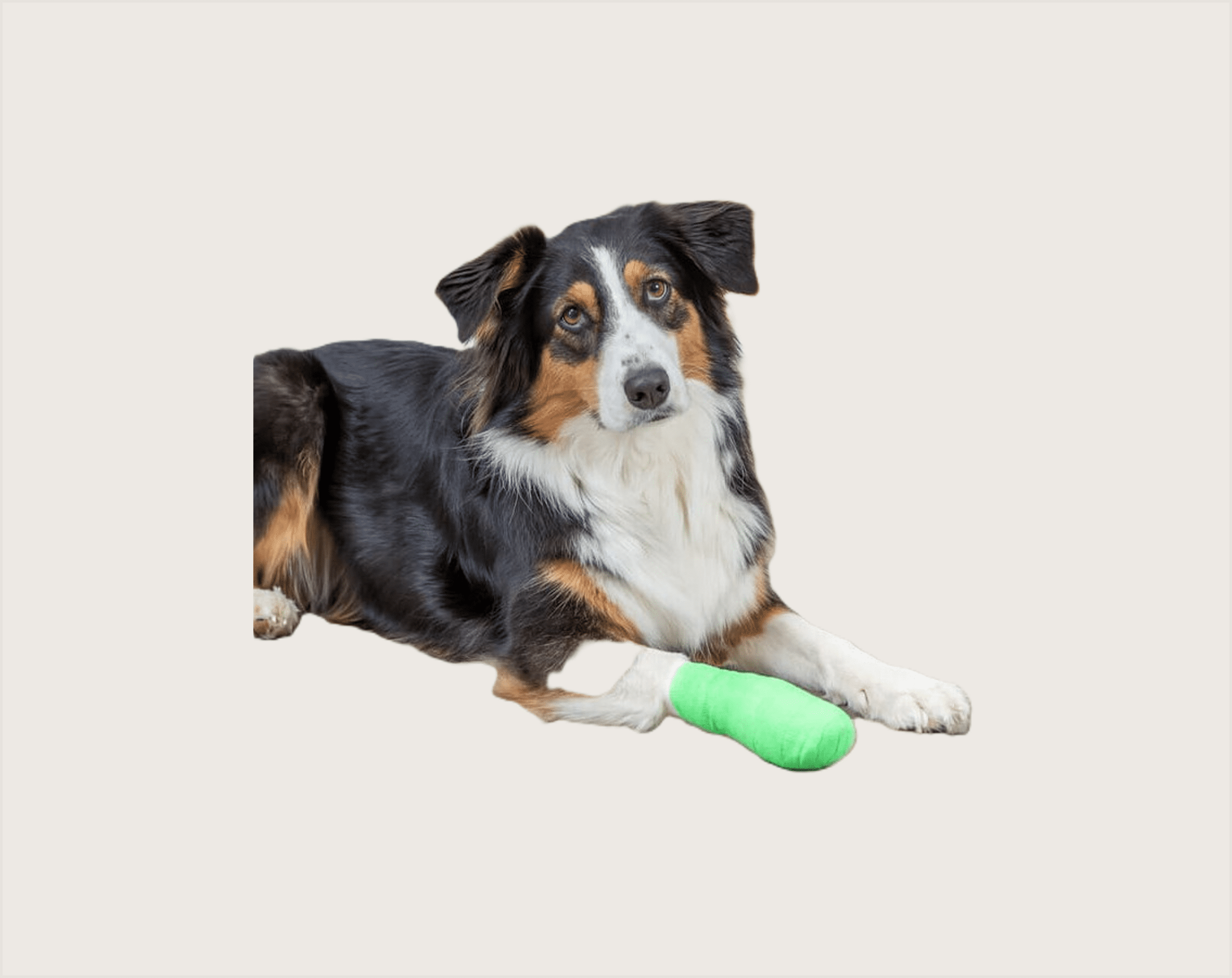 Trixie Vendajes Adhesivos para Mascotas - 1