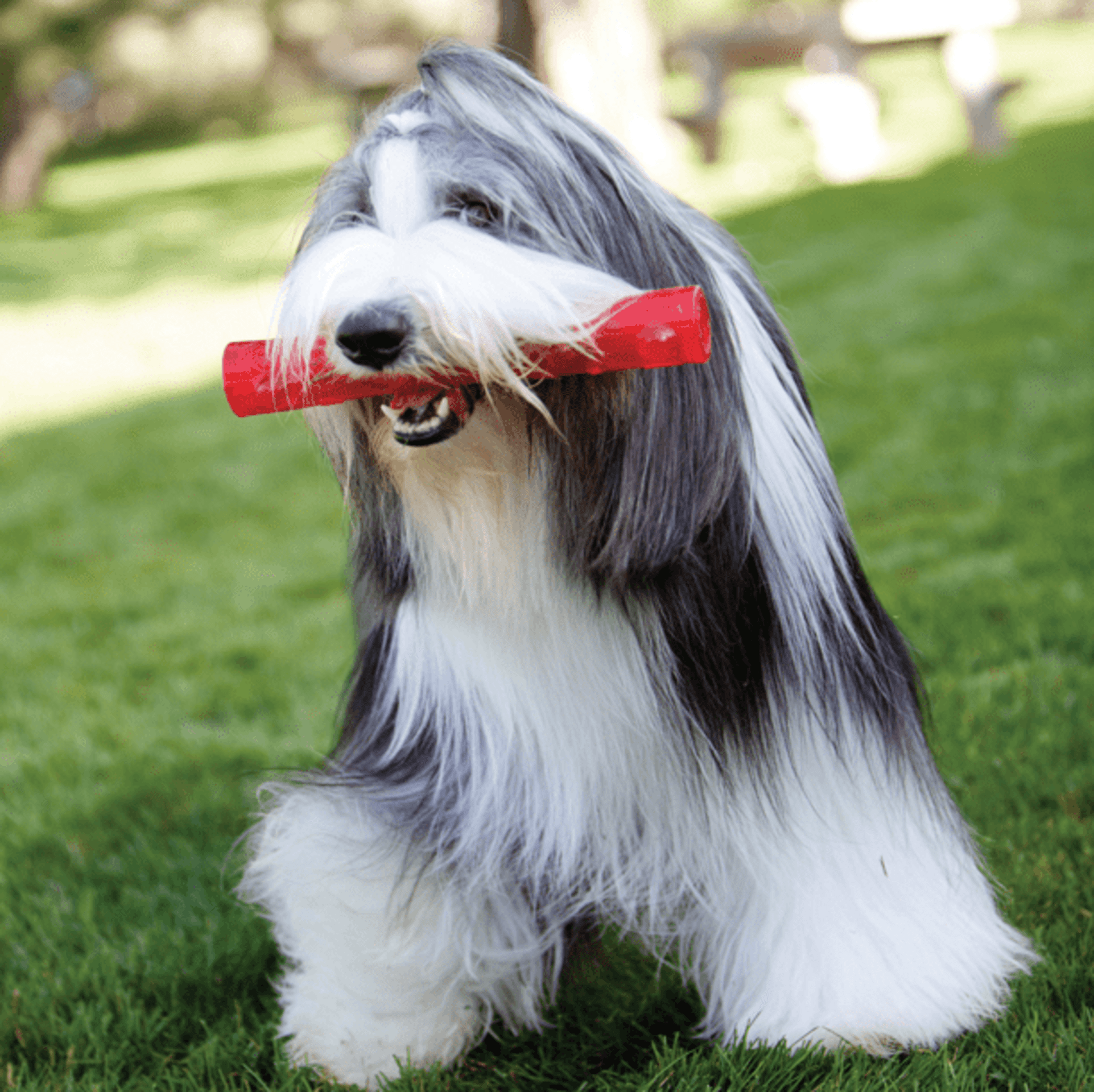 Kong Sqeezz Crackle Stick - 1