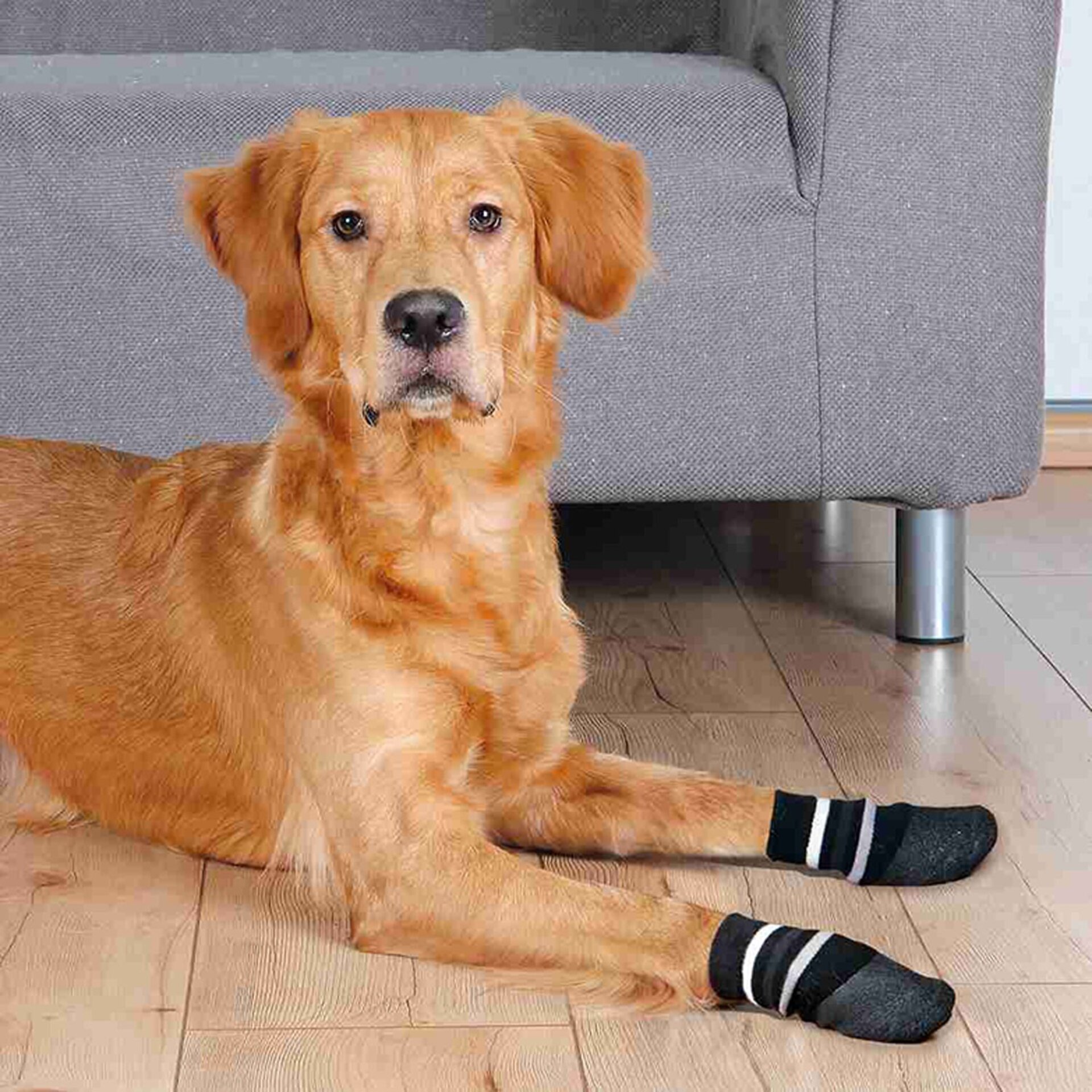Calcetines Perro Negros/Rayas - 3