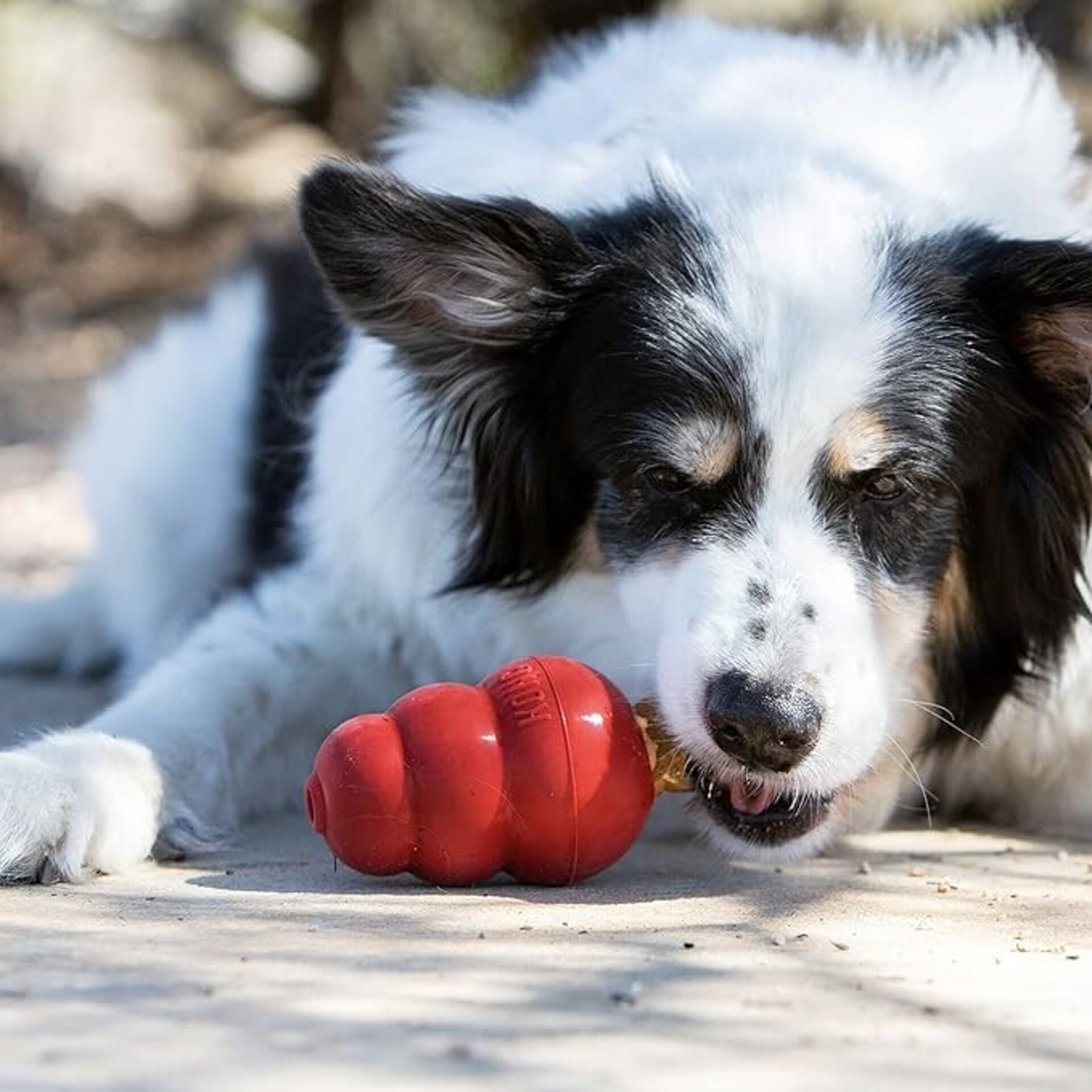 Snacks Kong Puppy - 9