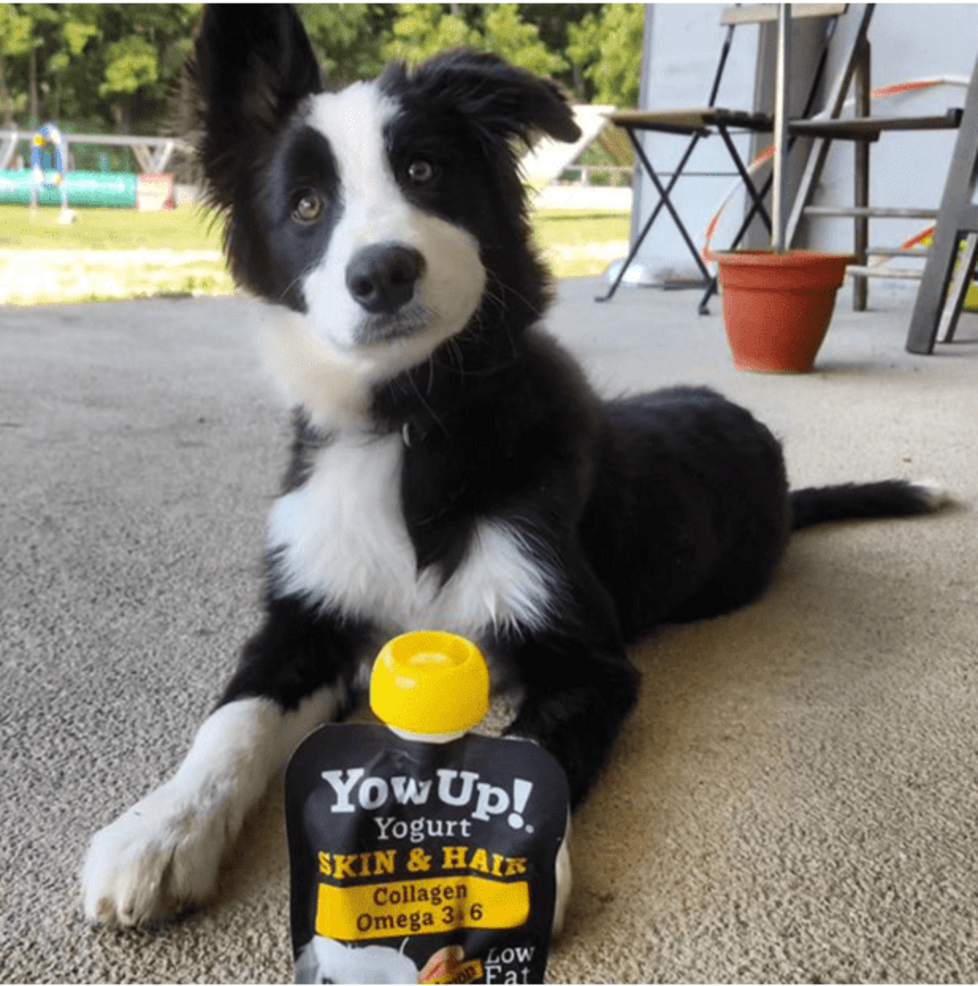 Yowup Yogur Skin And Hair De Pescado Para Perros - 7