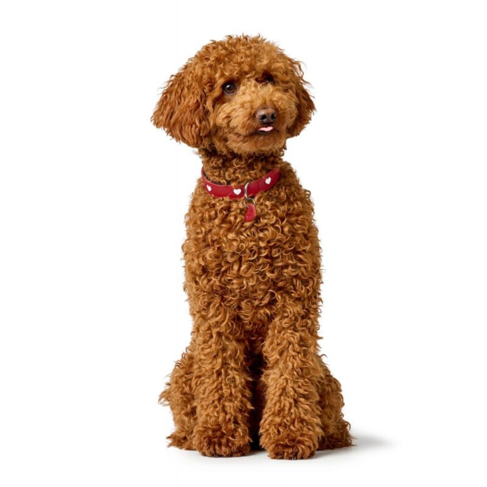 Collar Love Hunter - 2