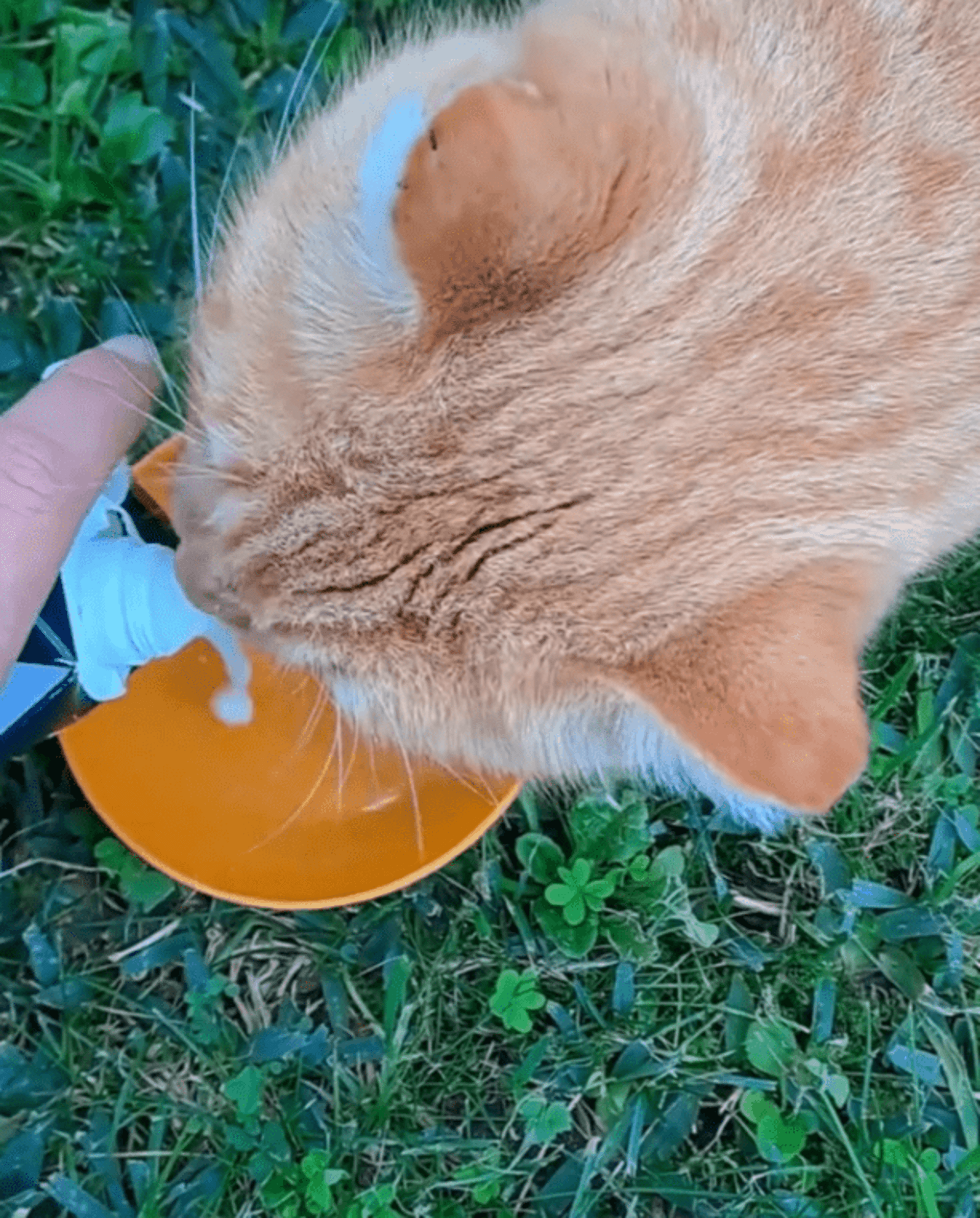 Yowup Milk Gato 200ML - 6