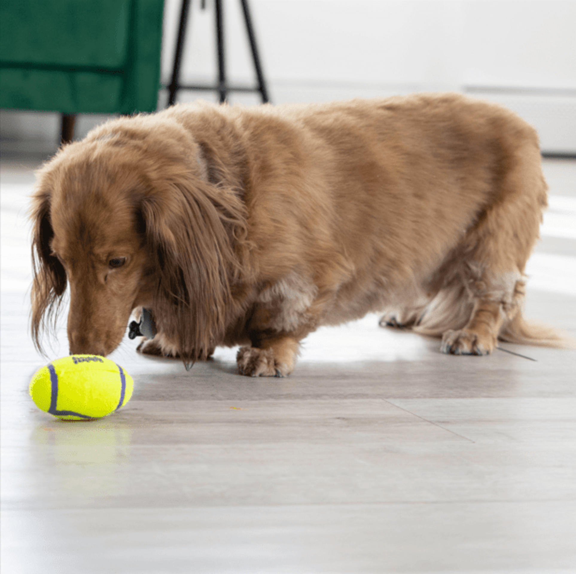 Airkong Pelota Futball Squeakair Kong - 2