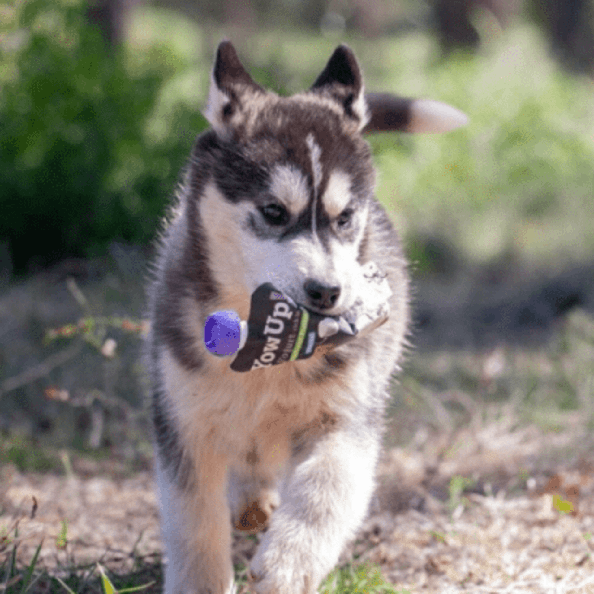 Yowup Yogur Natural Para Perros - 8