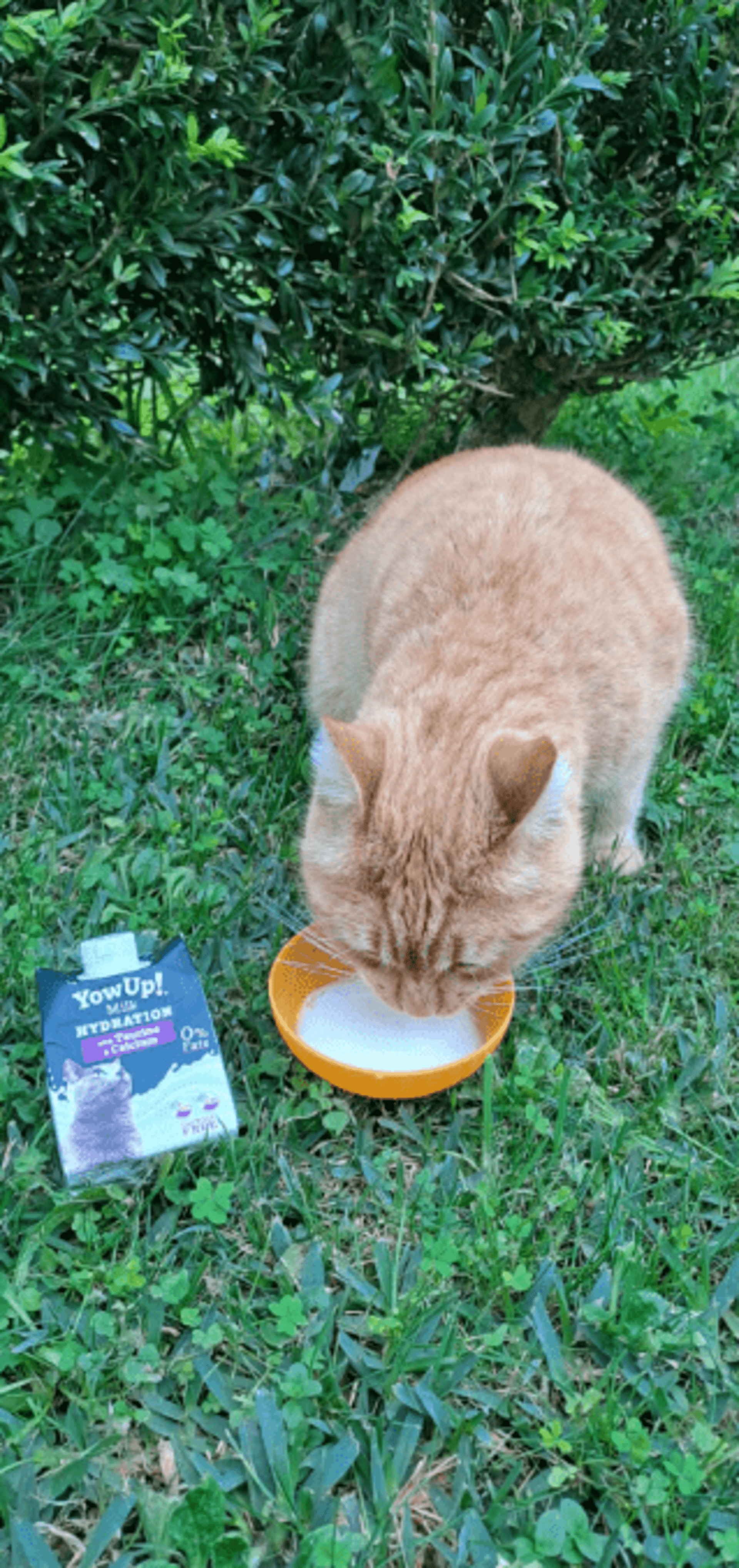 Yowup Milk Gato 200ML - 5