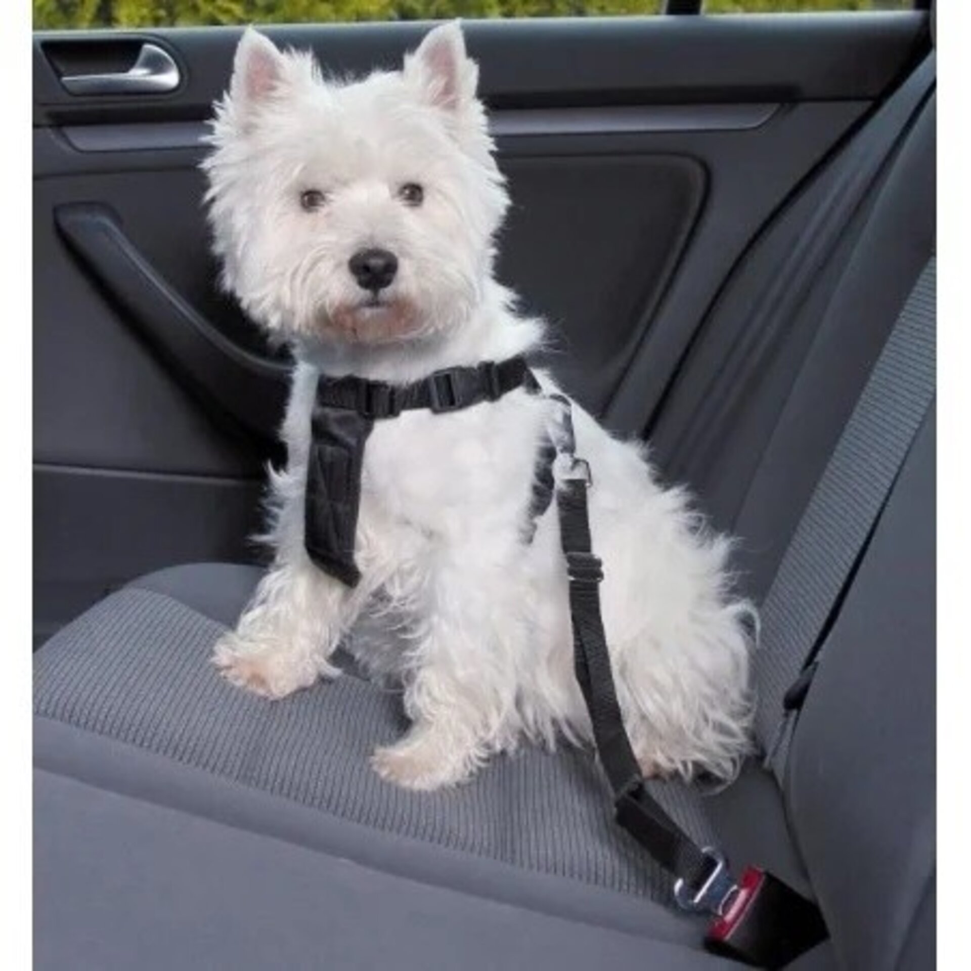 Arnés Perro Para Coche - 2