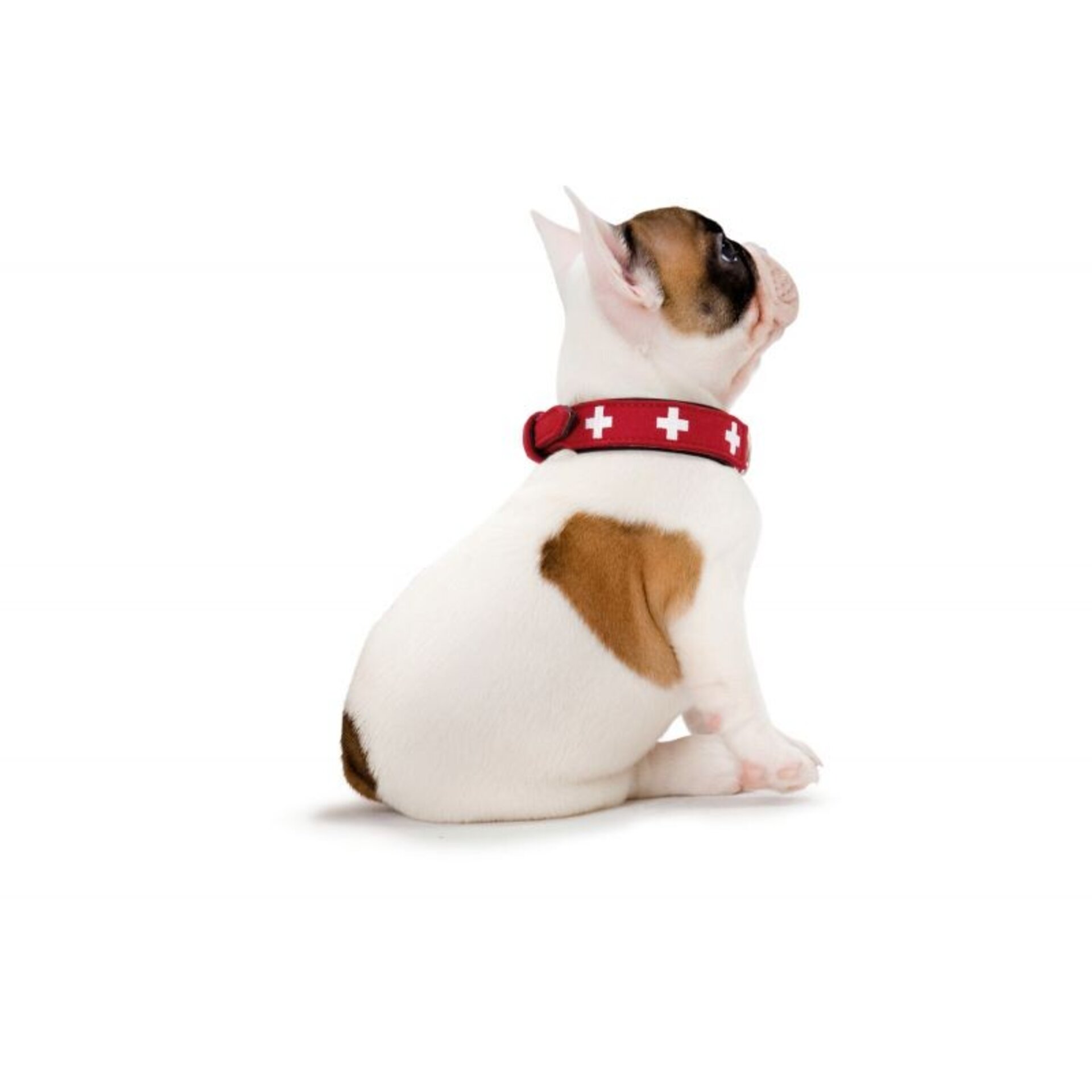 Hunter  Swiss Collares para Perros - 7