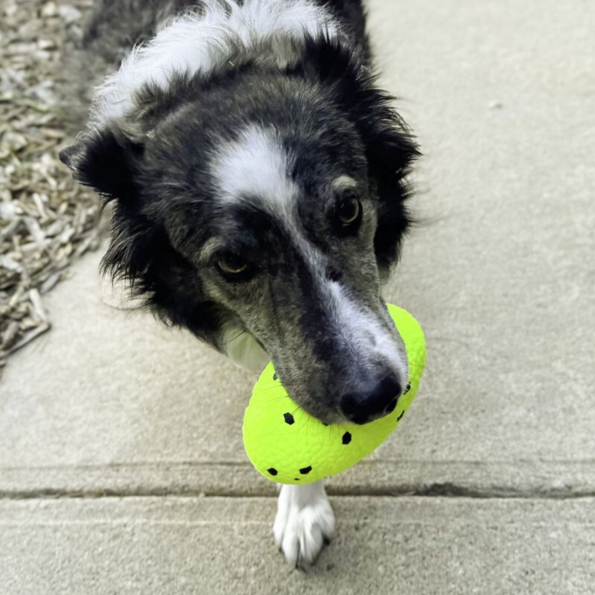 Kong Reflex Football - 1