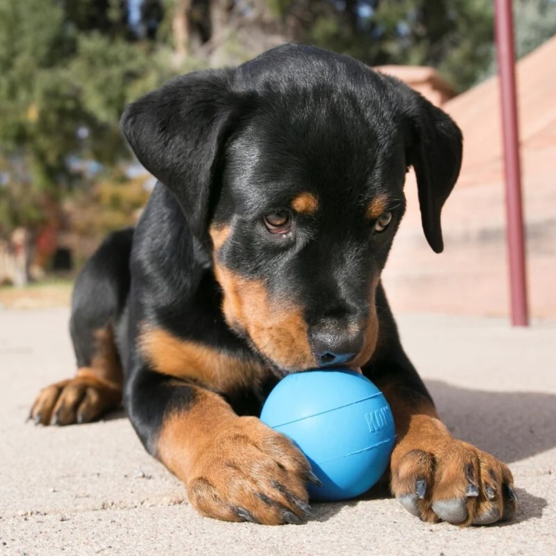 Kong Puppy Balls para Cachorros - 2