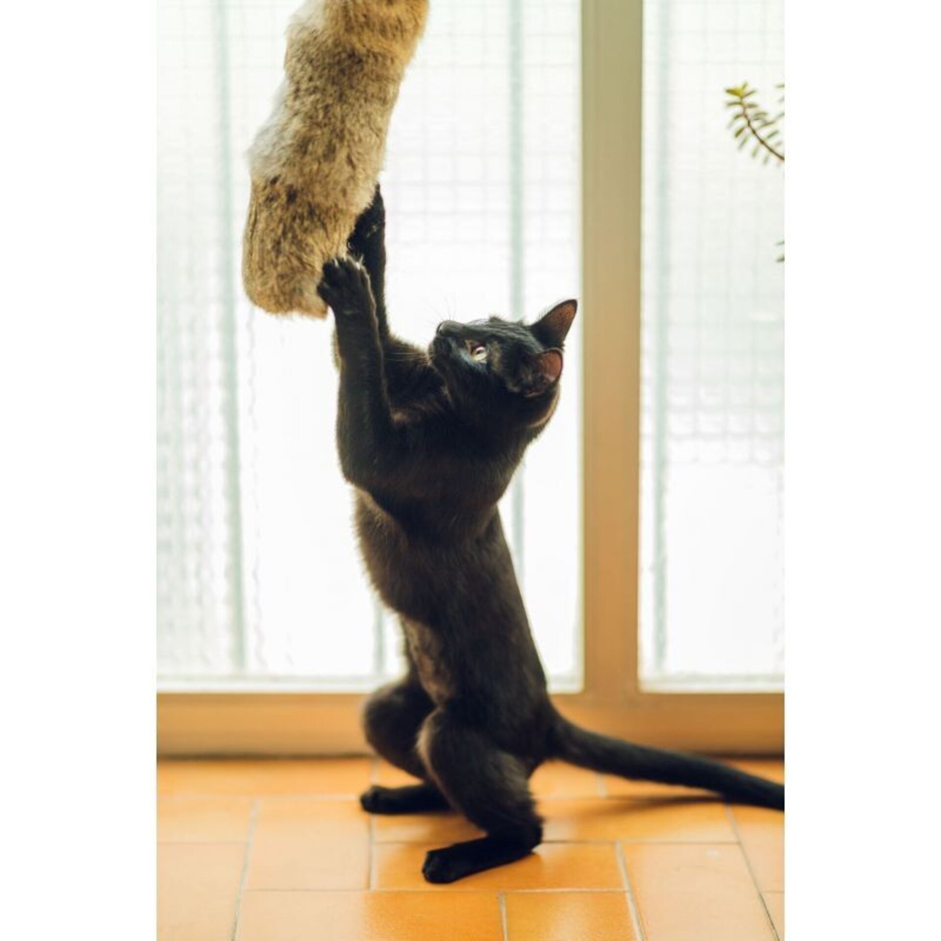 Cojincitos Piel De Conejos Para Gatos - 2