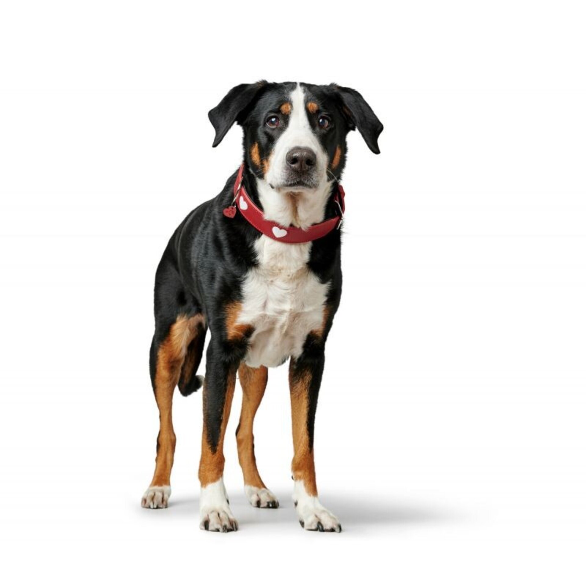 Collar Love Hunter - 3