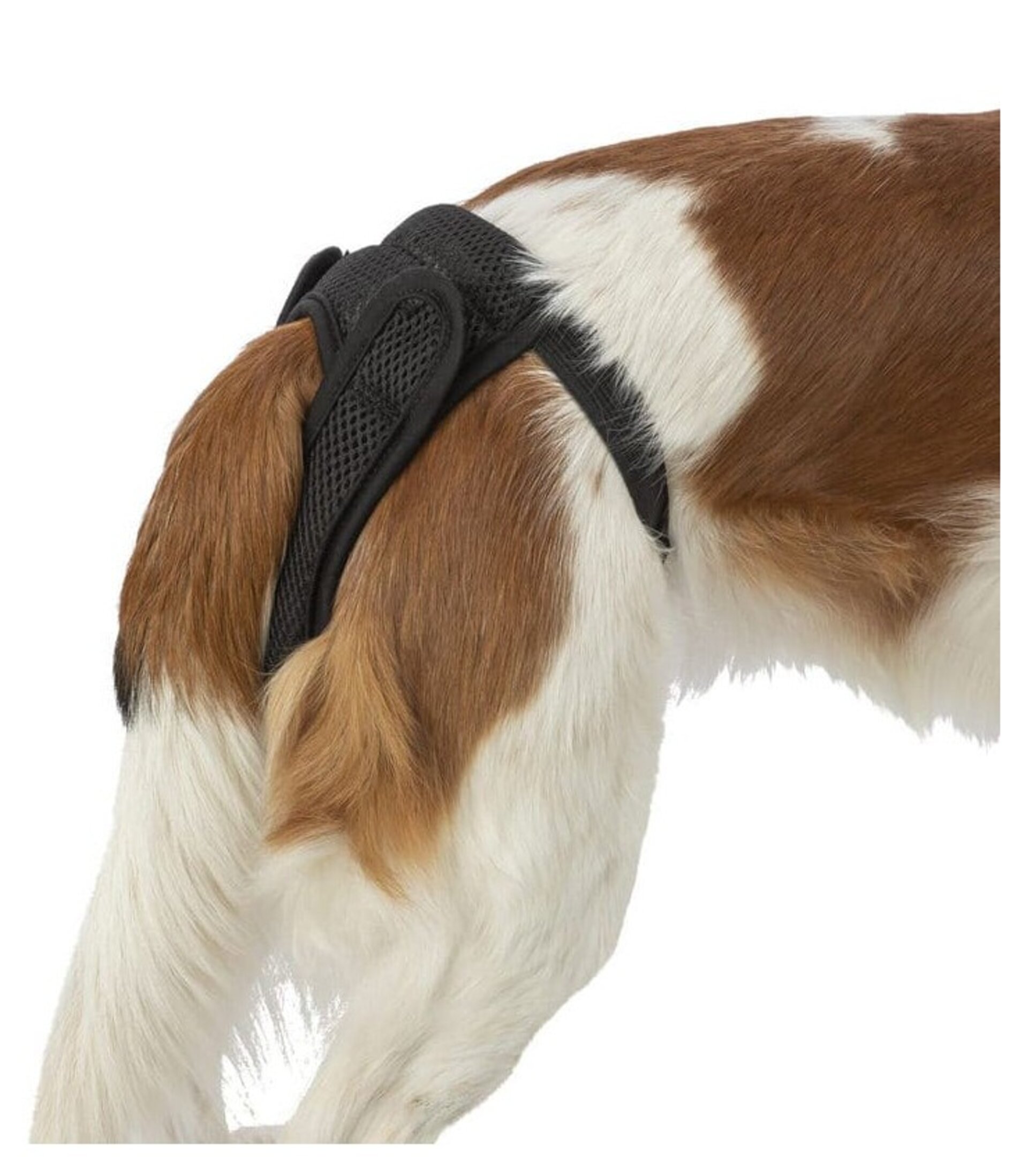 Braguitas Protectoras Para Hembras Comfort - 2