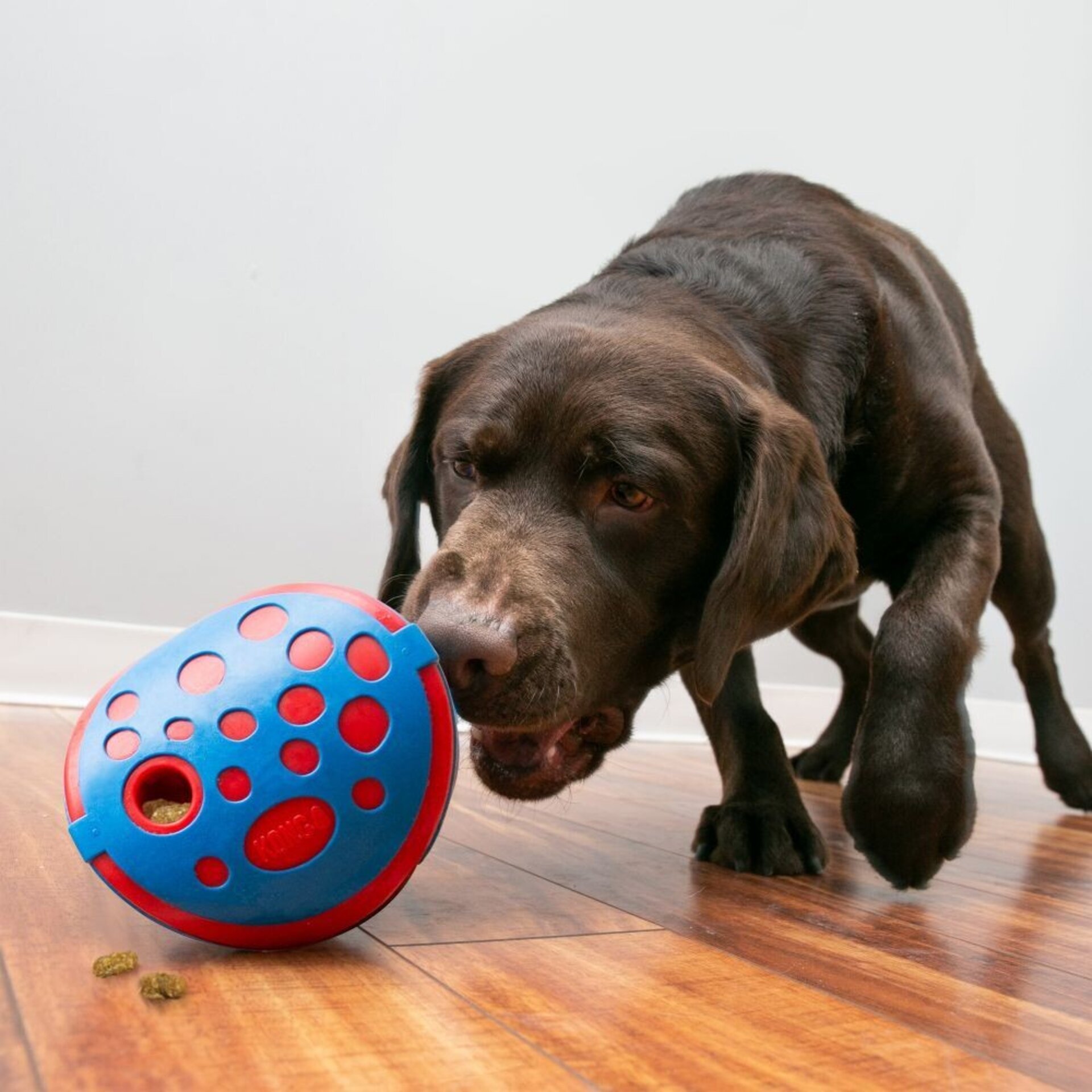 Kong Rewards Wally - 3