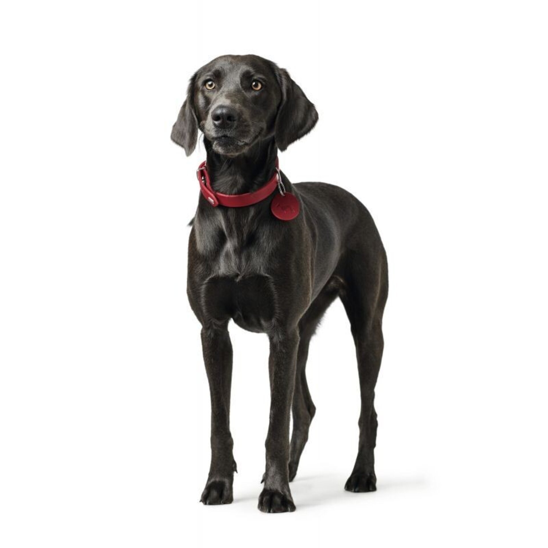Collar Aalborg Hunter - 1