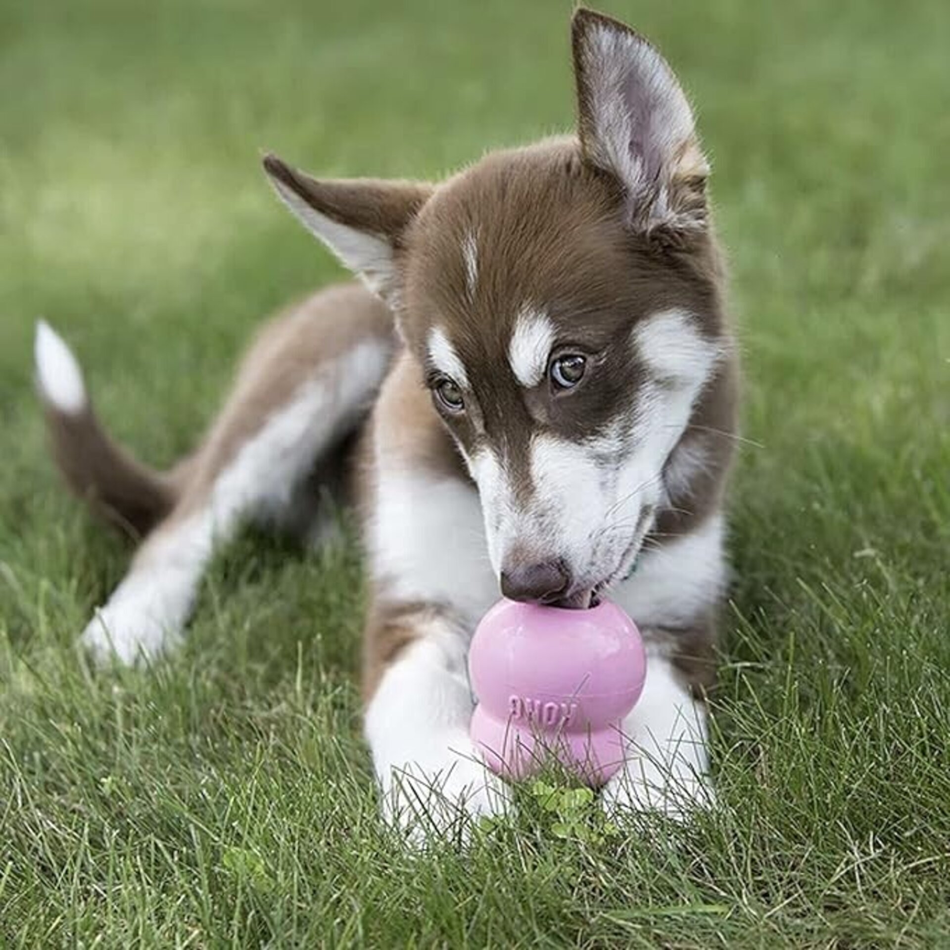 Kong Easy Treat Puppy - 9