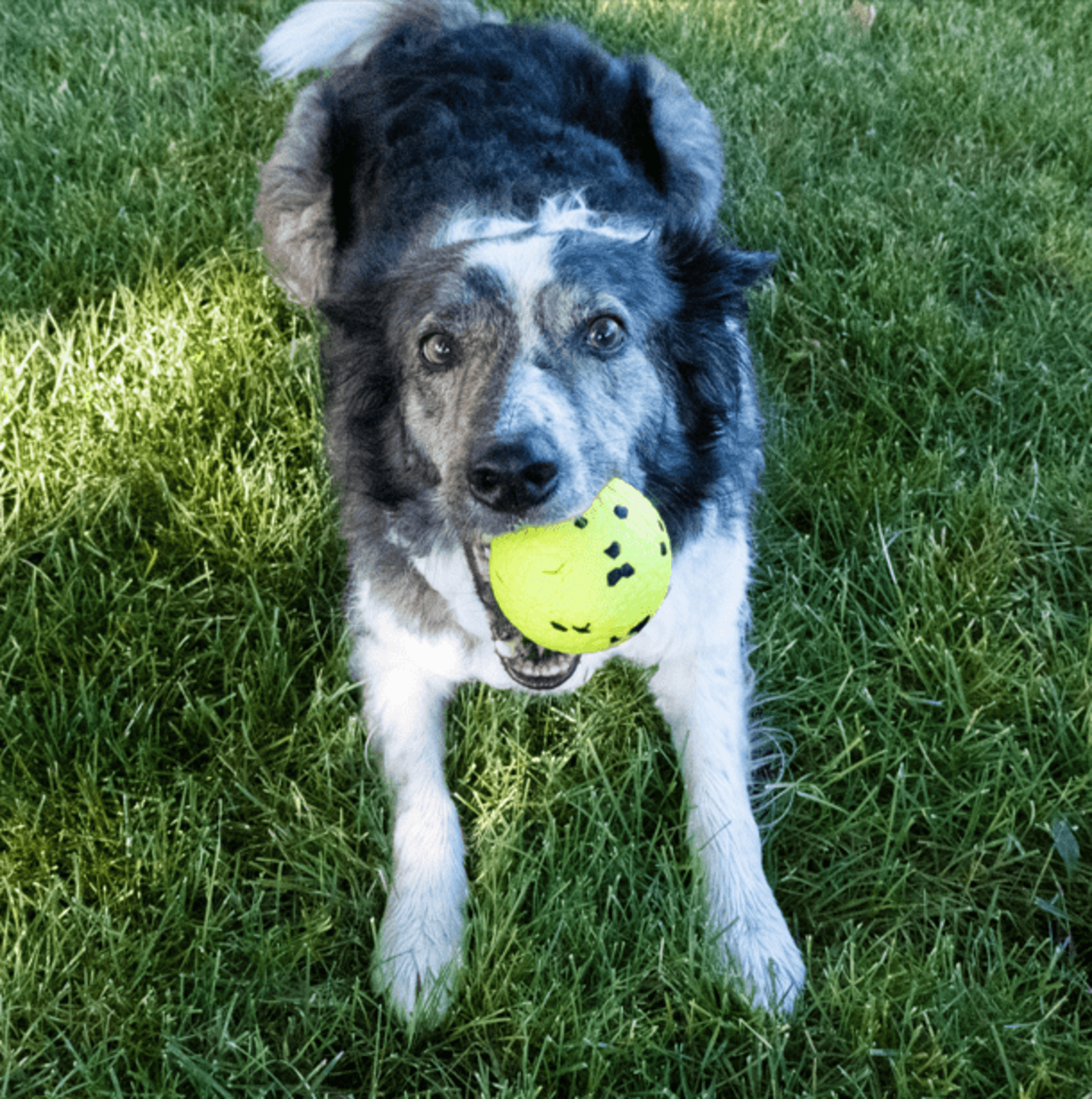 Pelota Kong Reflex - 1