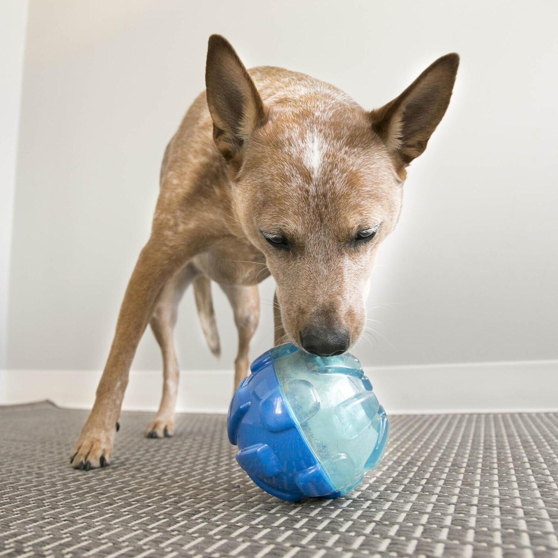 Pelotas Kong Rewards Large - 4