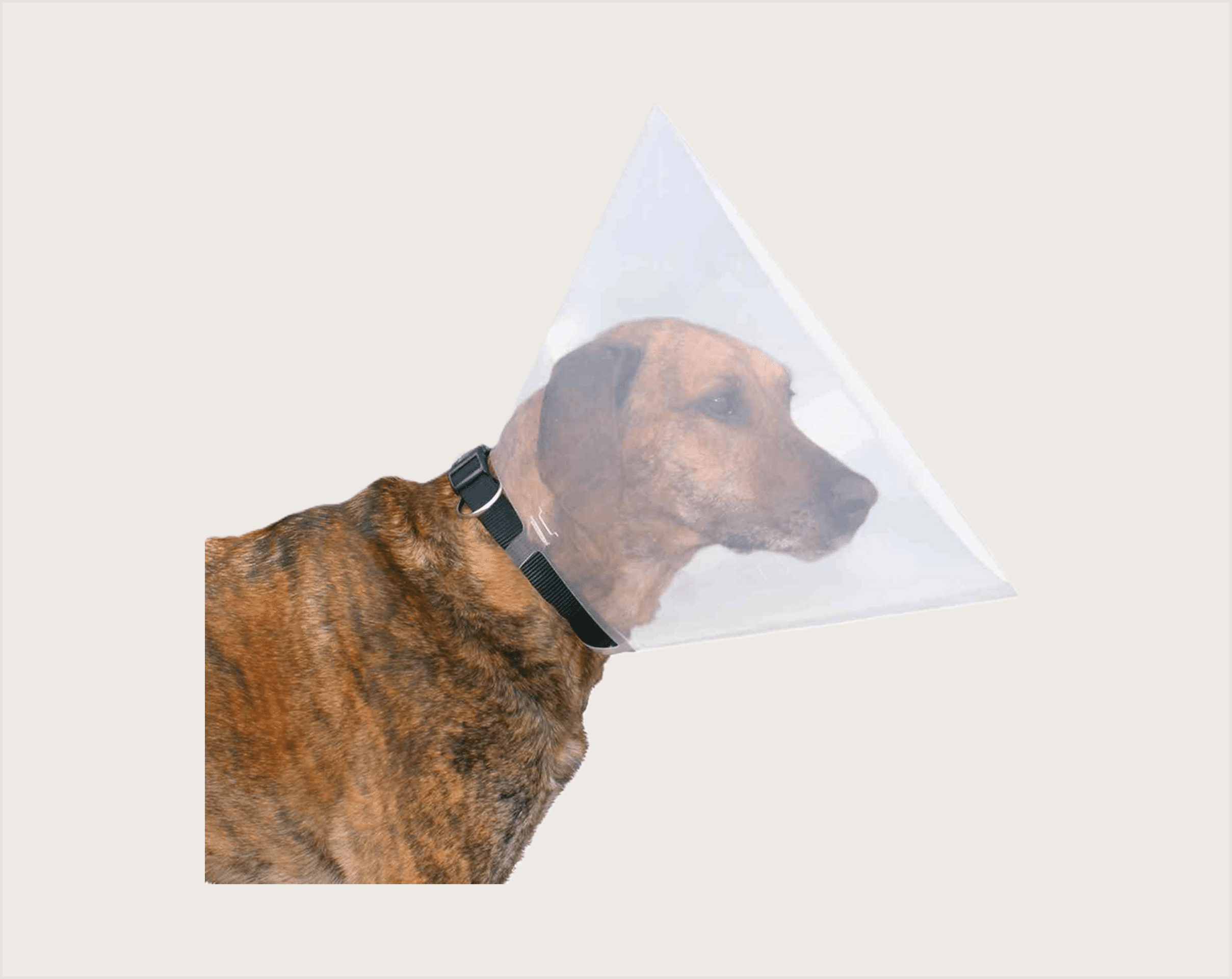 Trixie Collar Isabelino Simple para Mascotas - 1