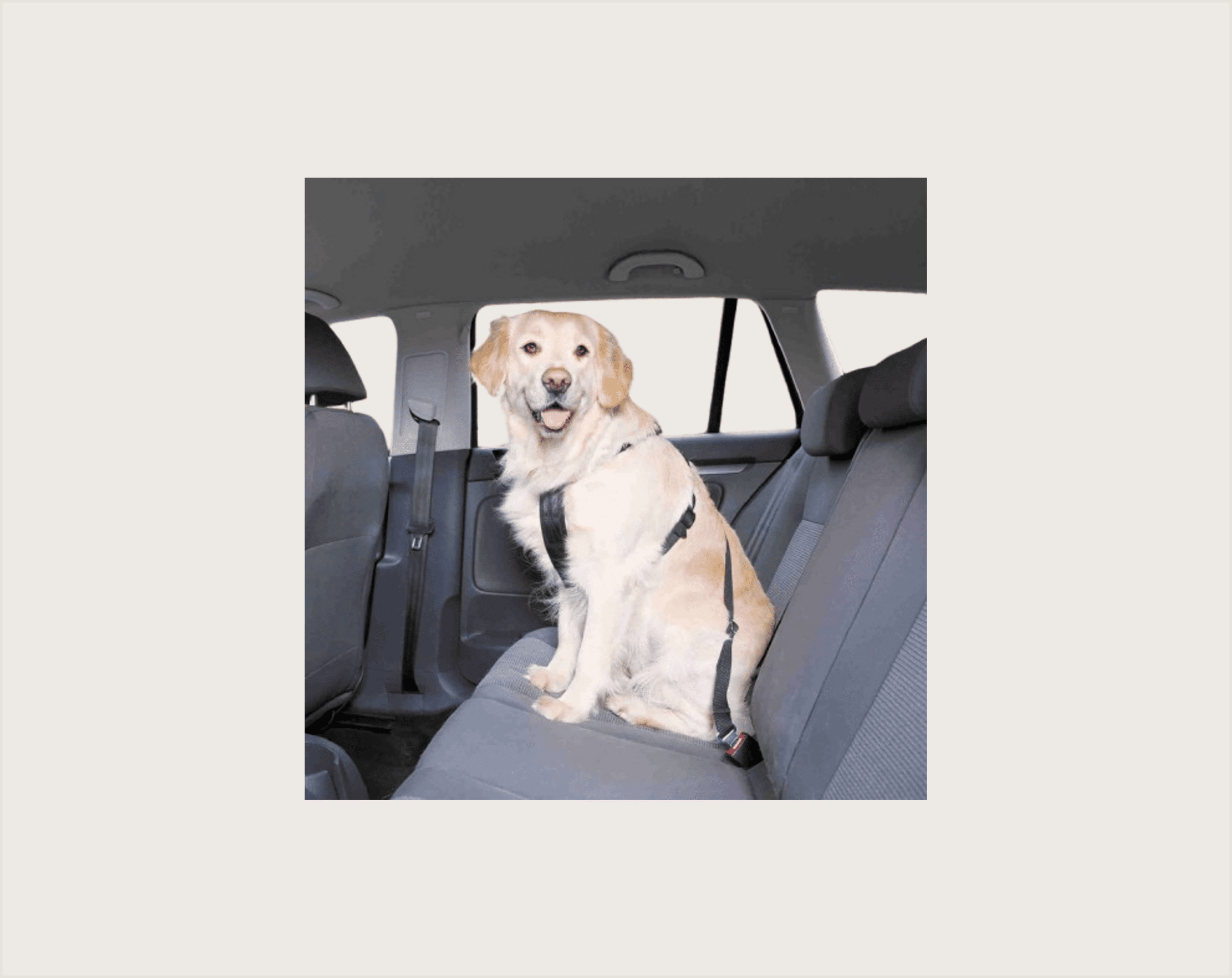 Trixie Arnés Perro Para Coche - 1