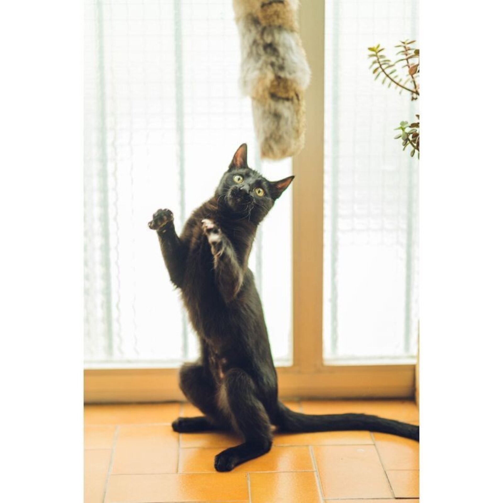 Cojincitos Piel De Conejos Para Gatos - 1