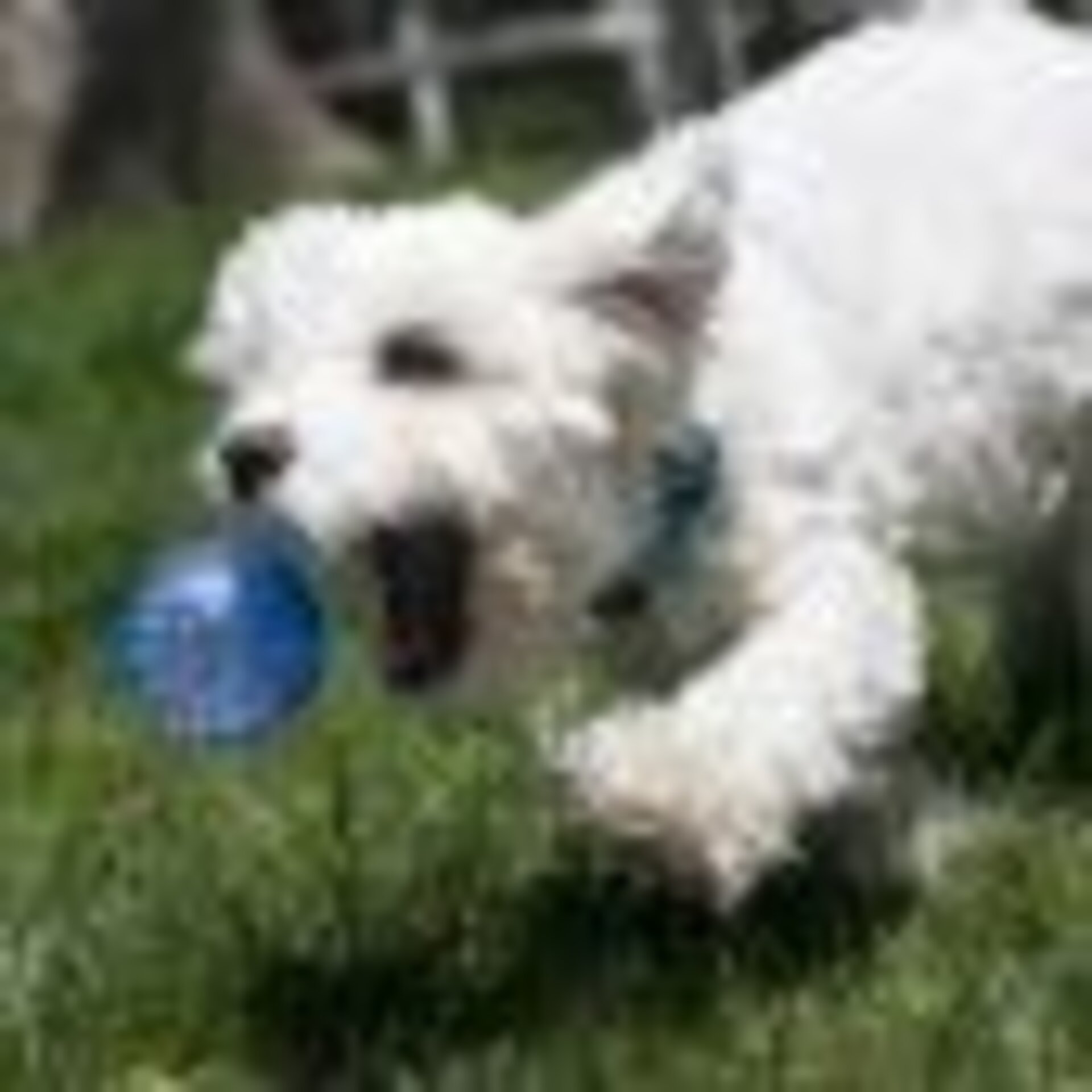 Pelotas Kong Squeezz Geodz Assorted - 5