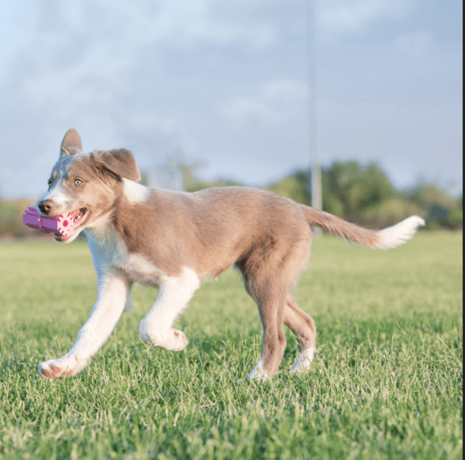 Kong Dental Stick Puppy - 2