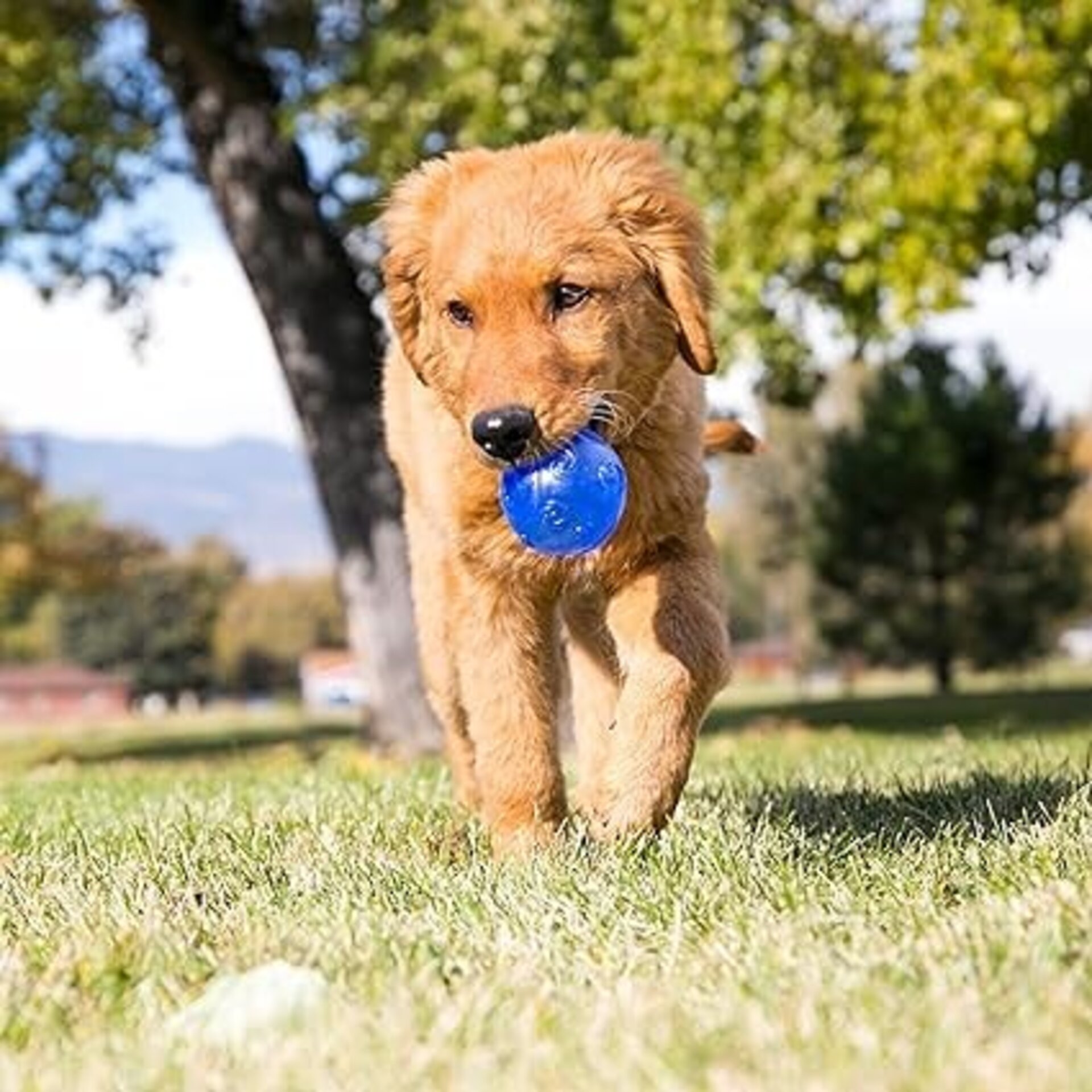 Pelotas Kong Squeezz - 5