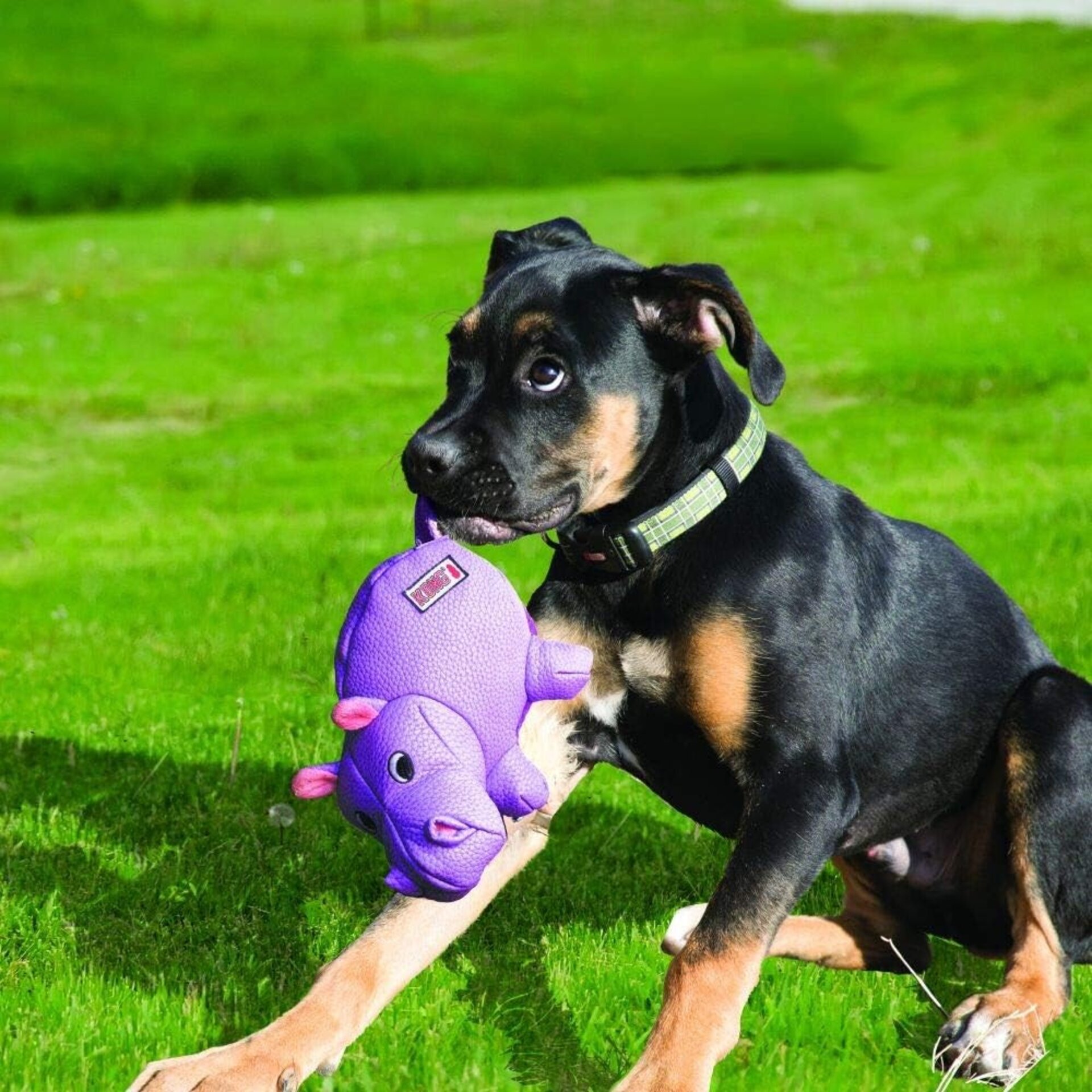Peluche Kong Phatz Hippo - 3