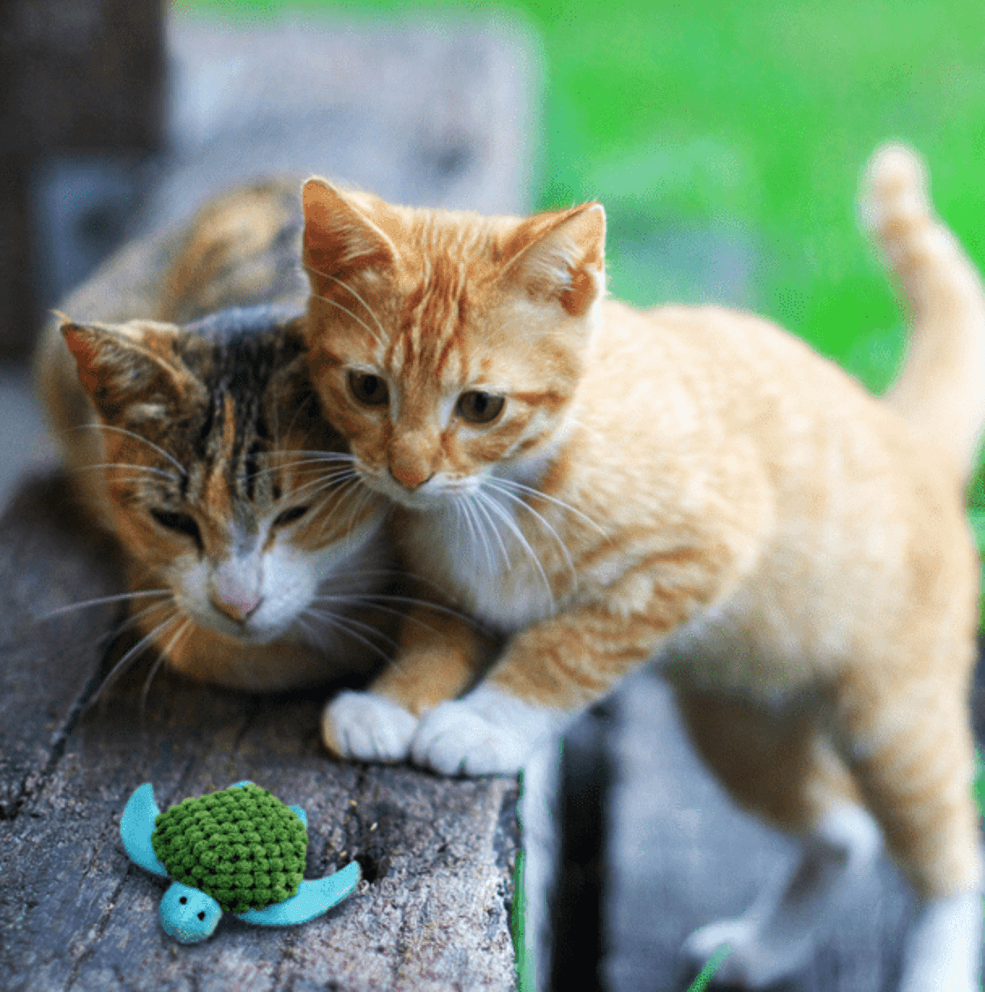 Kong Cat Refillable Turtle - 1