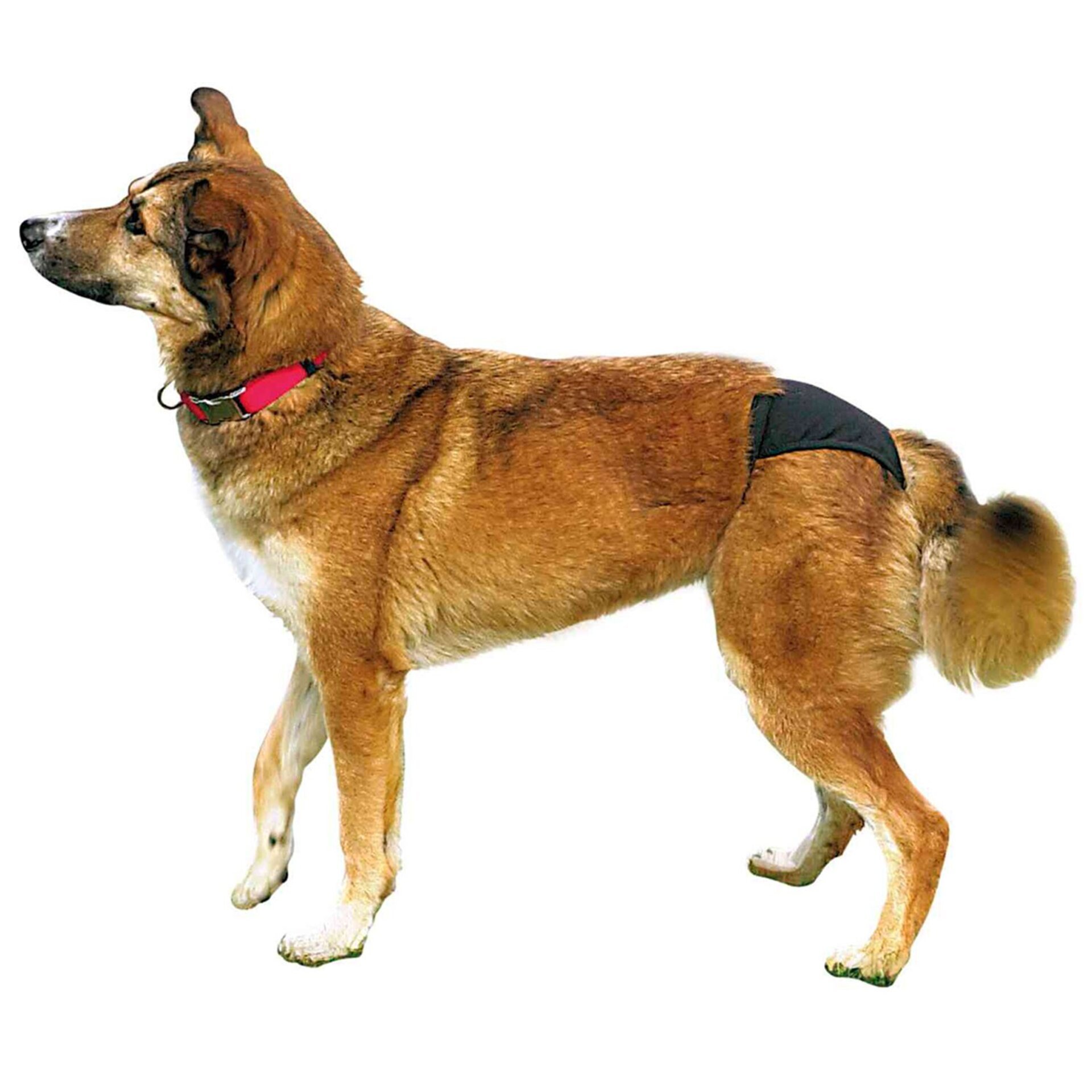 Braguitas Protectoras Para Hembras - 3