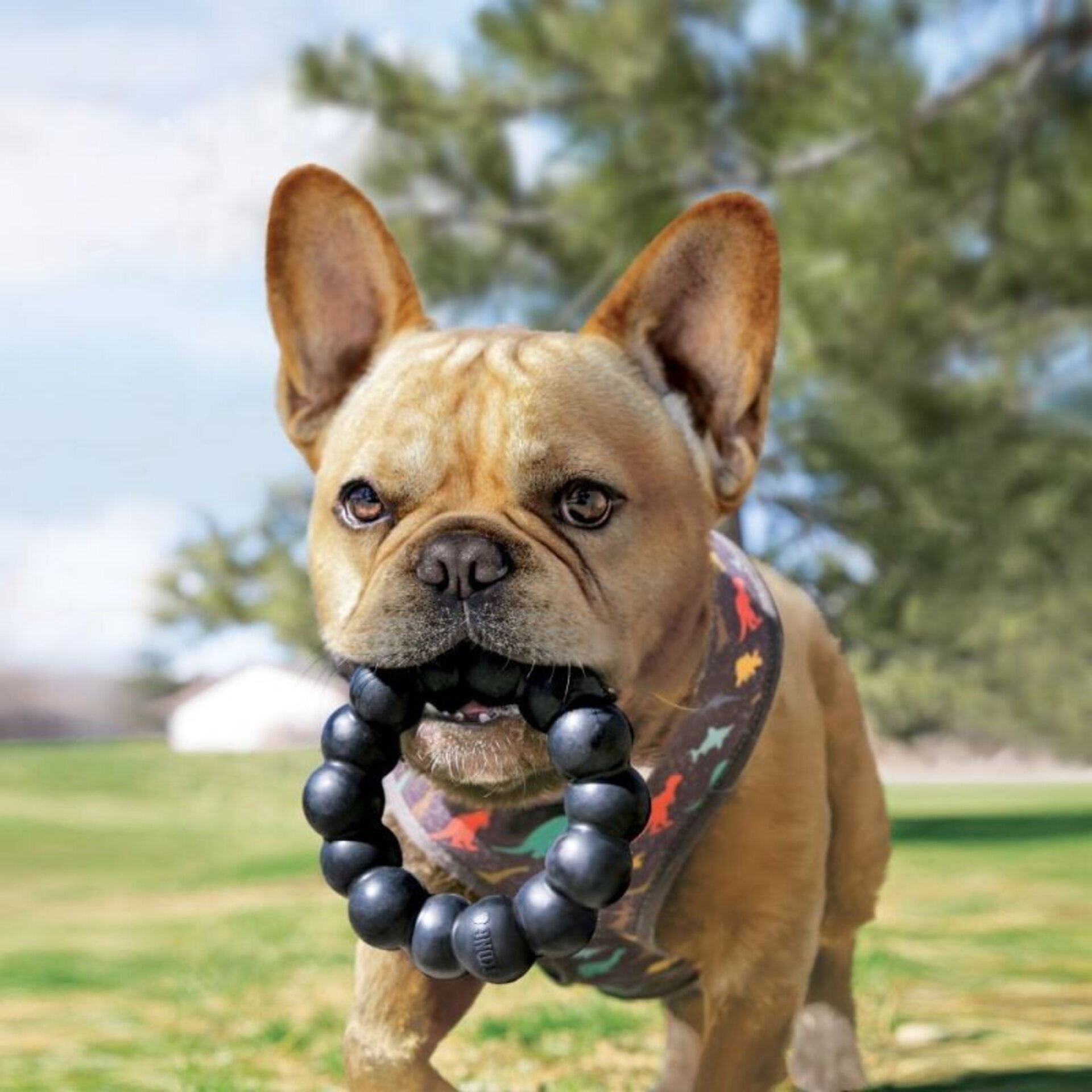 Kong Ring Extrem - 3