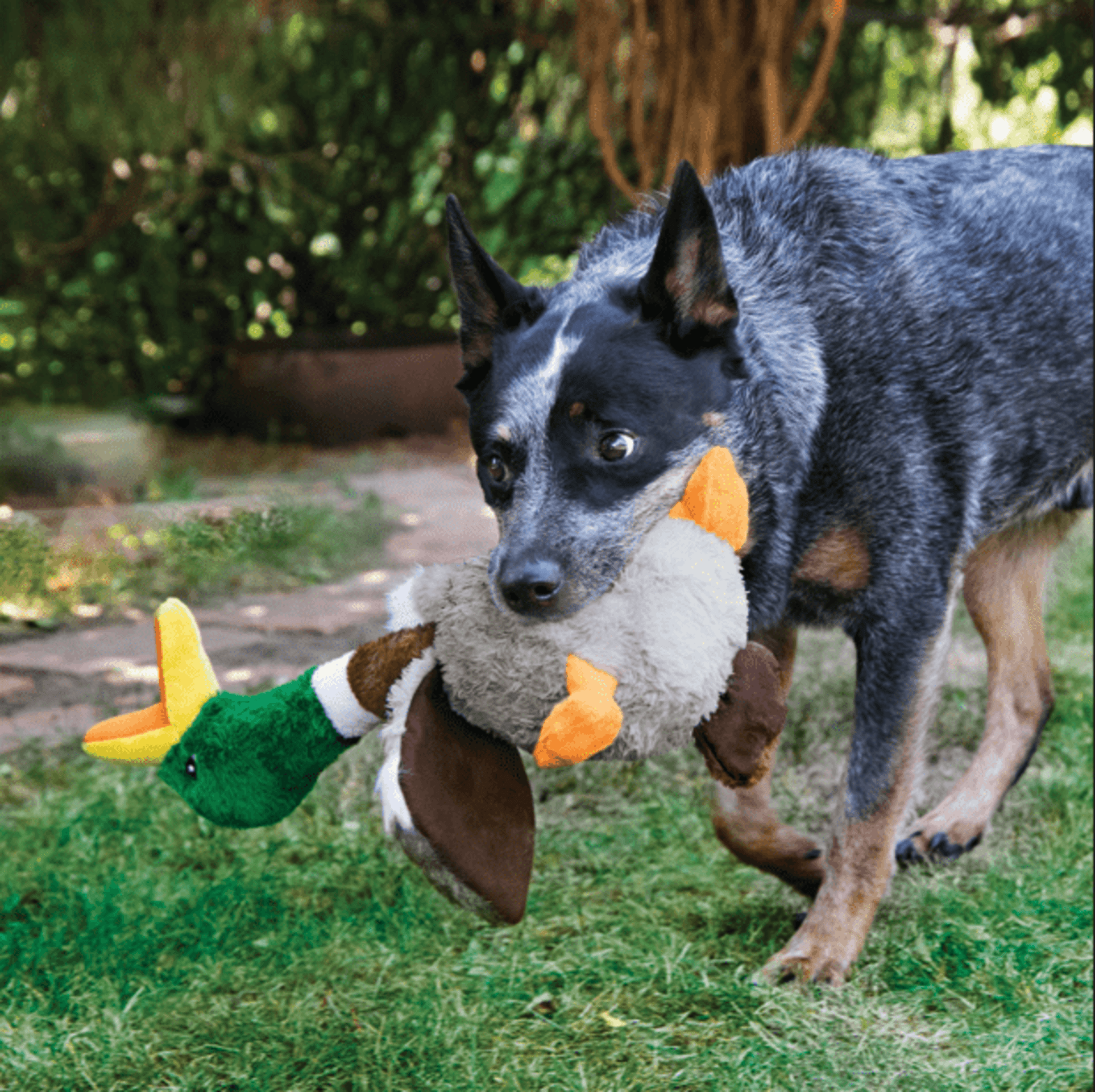 Peluche Kong Shakers Honkers Duck - 1