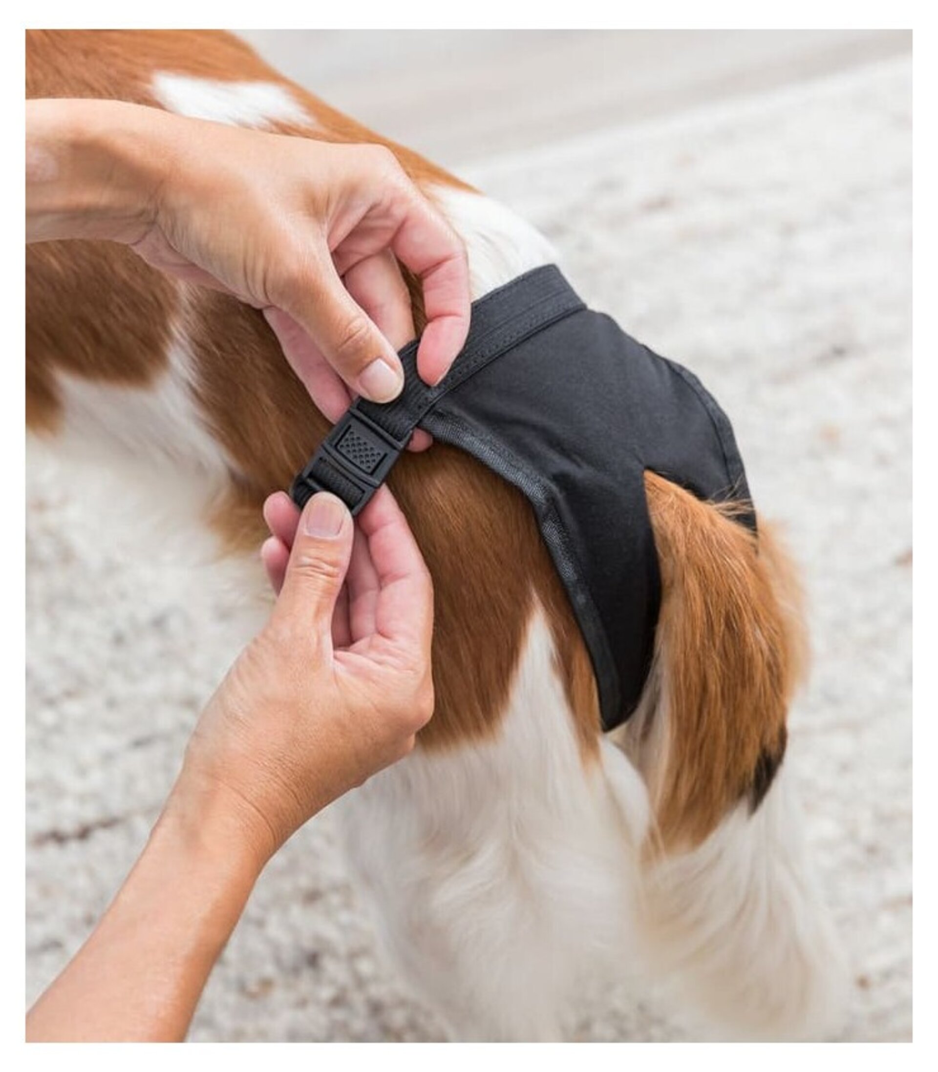 Braguitas Protectoras Para Hembras - 2